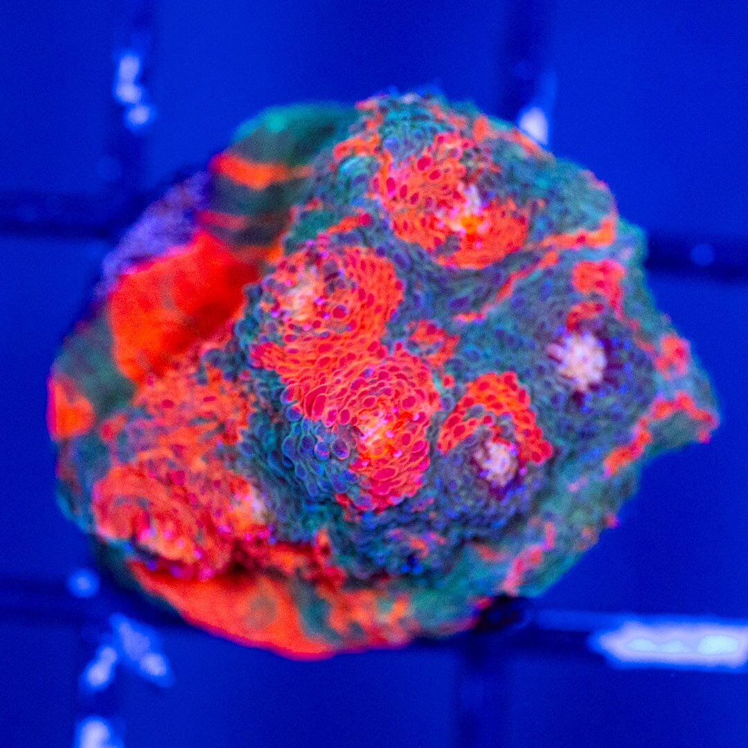 RL Blue Blood Chalice - WYSIWYG Reef Lounge Coral 