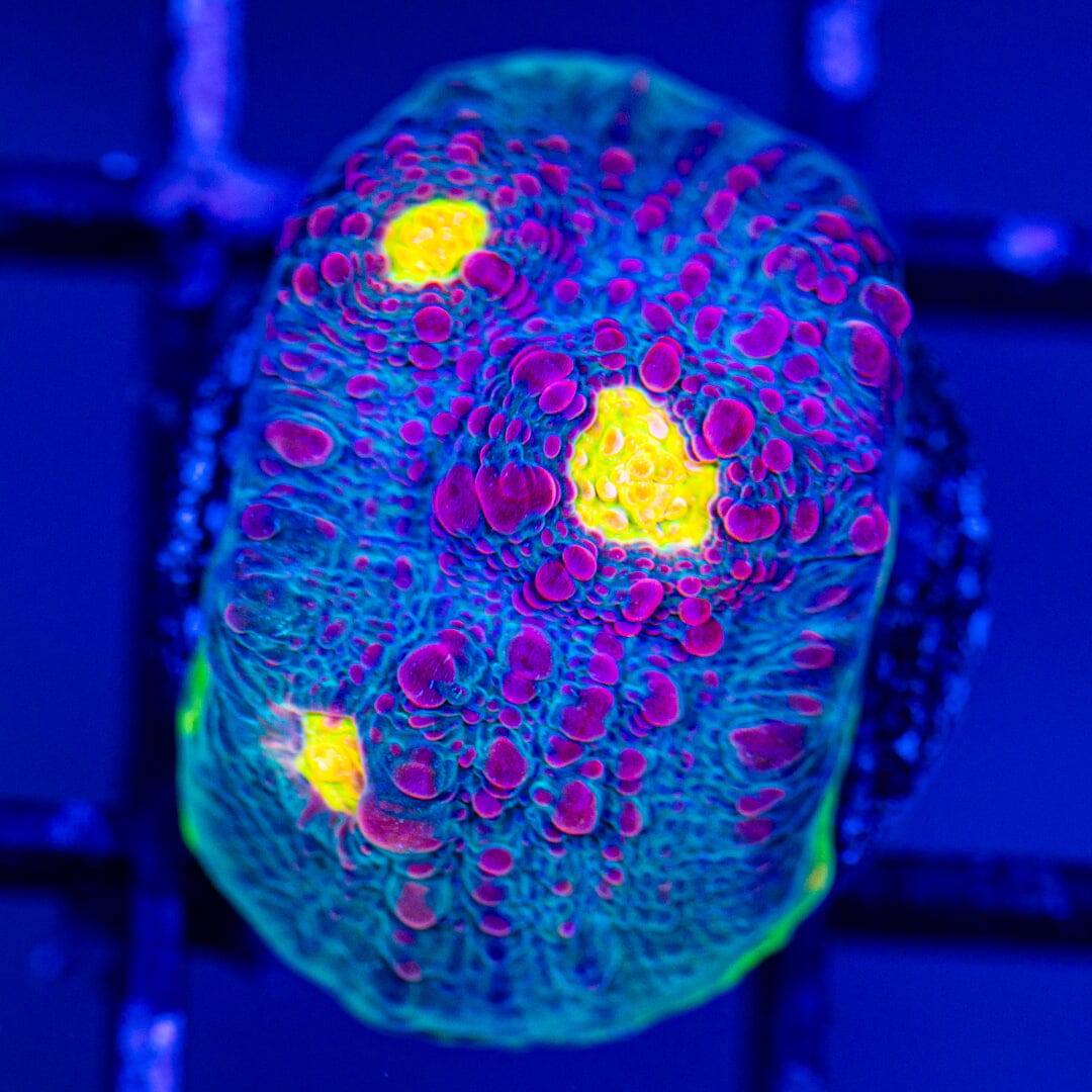 RL Boomerang Chalice 1A - WYSIWYG LPS Coral Reef Lounge USA 