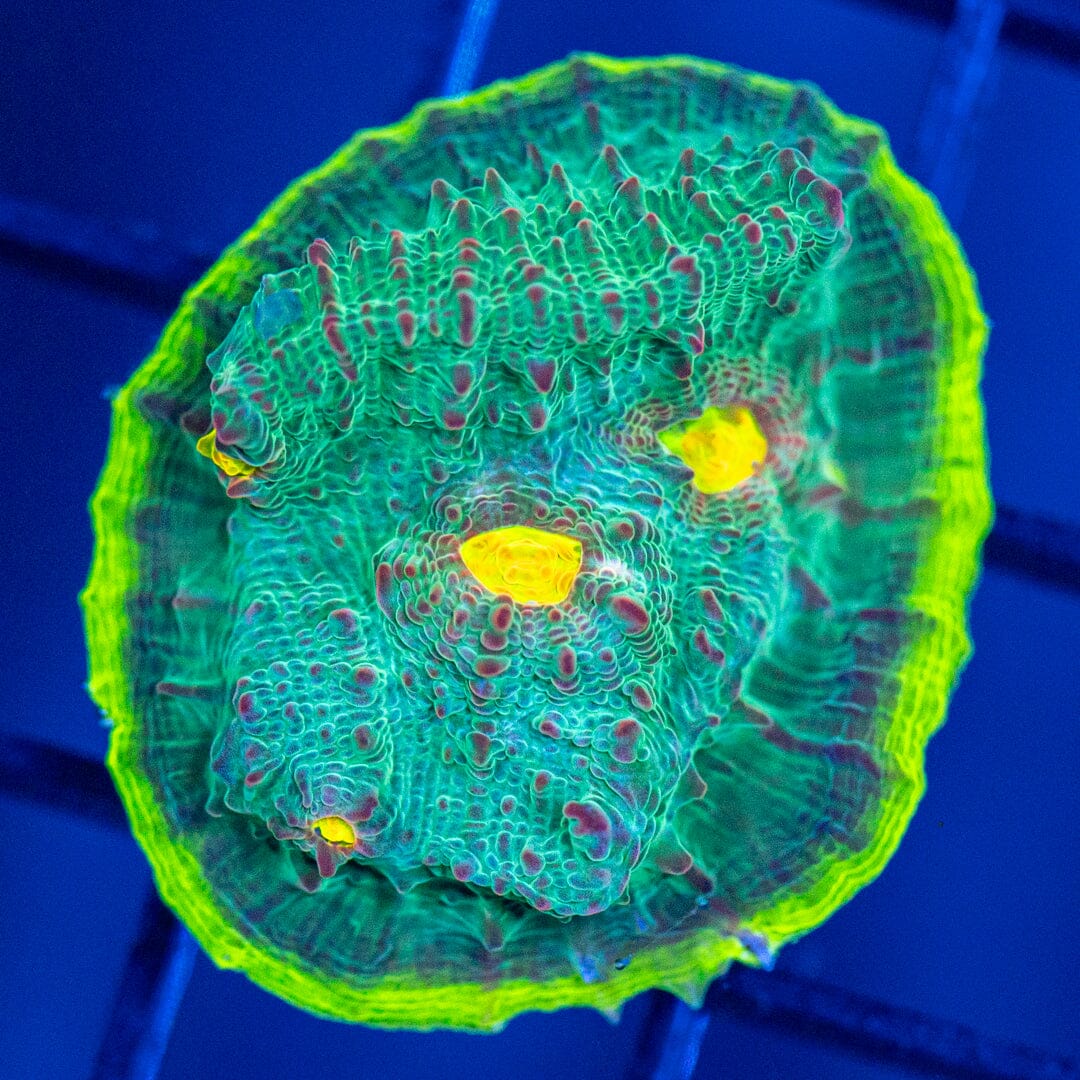 RL Boomerang Chalice 1C - WYSIWYG Reef Lounge Coral 