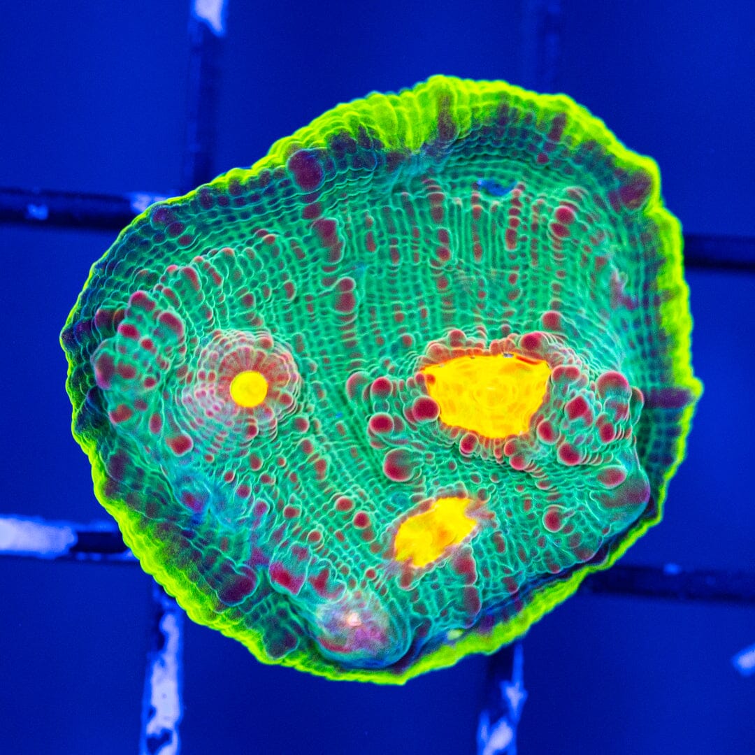 RL Boomerang Chalice - WYSIWYG Reef Lounge Coral 