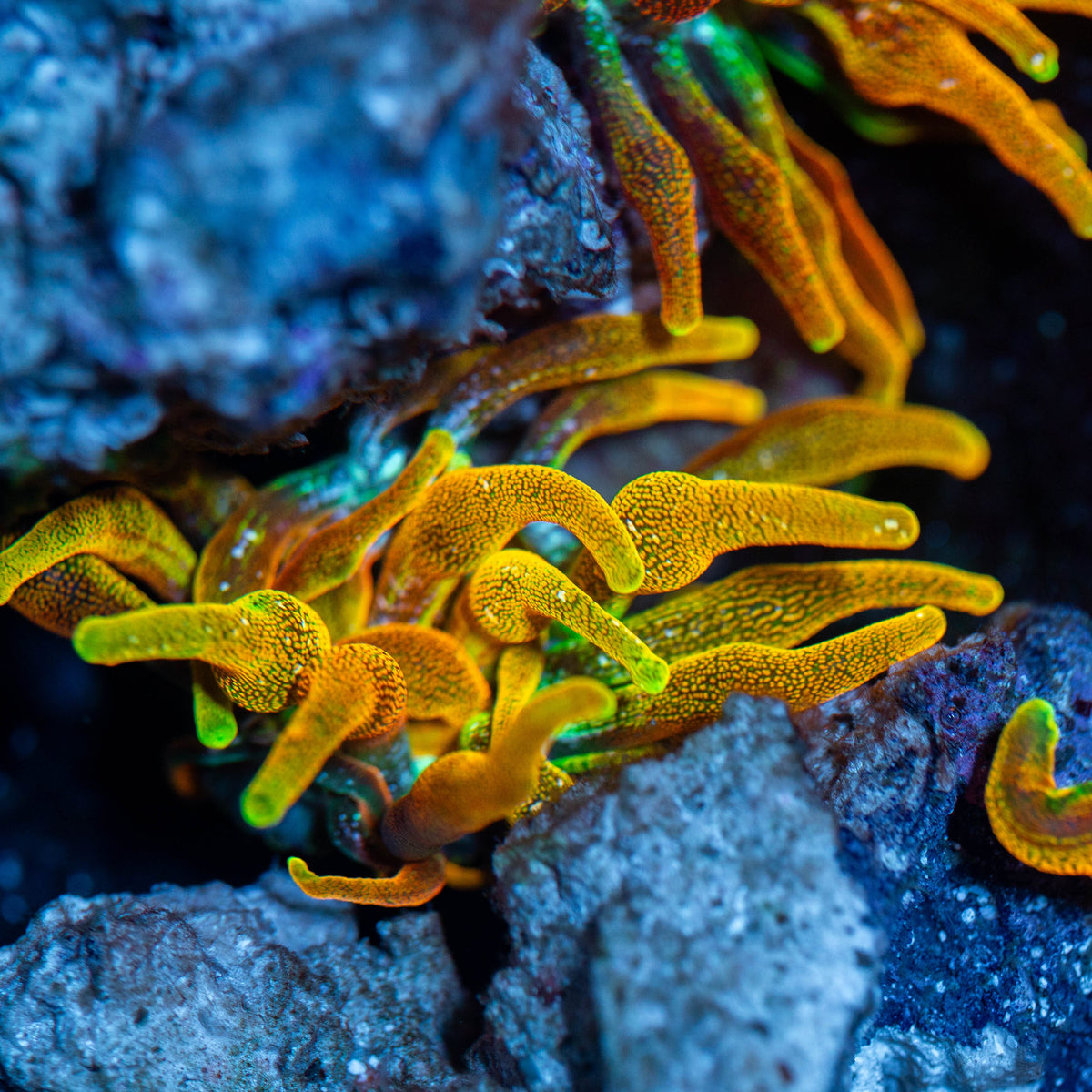 RL "Chicagorado" Bubble Tip Anemone Invertebrate Reef Lounge USA 