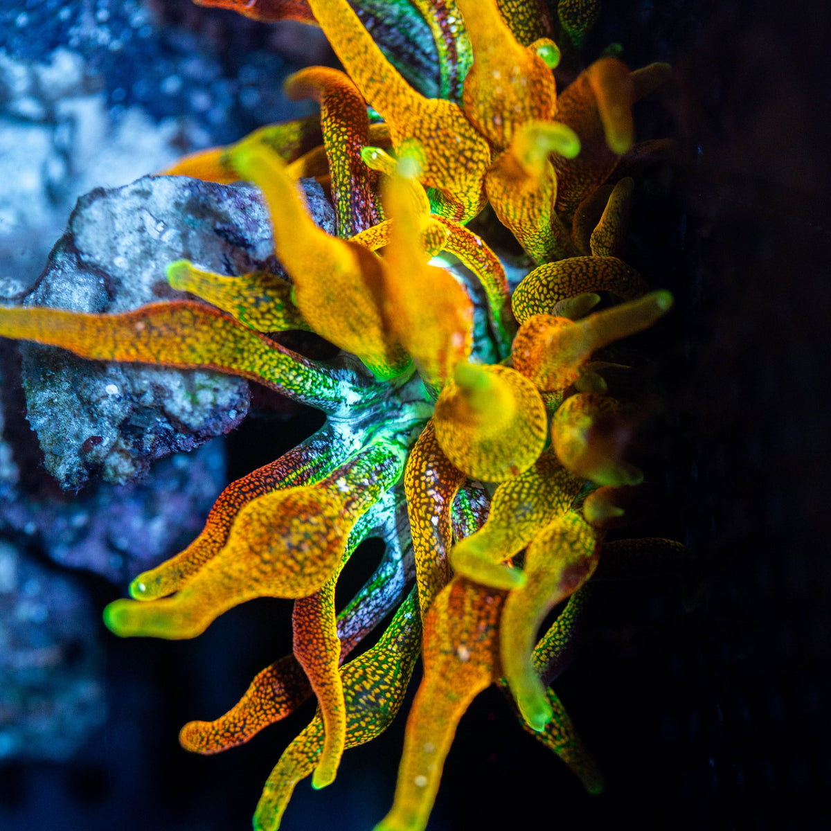 RL "Chicagorado" Bubble Tip Anemone Invertebrate Reef Lounge USA 