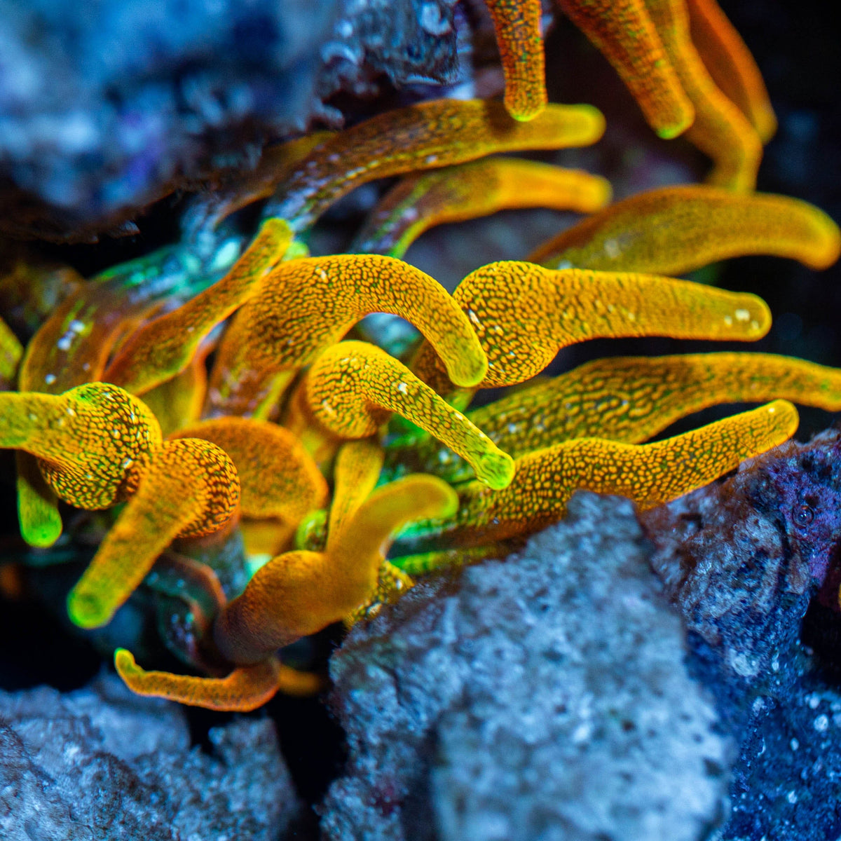 RL "Chicagorado" Bubble Tip Anemone Invertebrate Reef Lounge USA 
