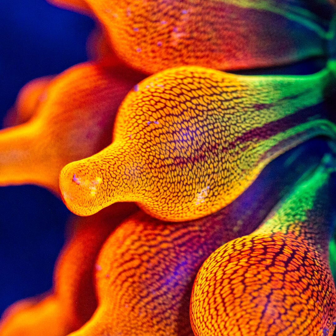 RL Citrus Fantasy Bubble Tip Anemone Reef Lounge Coral 