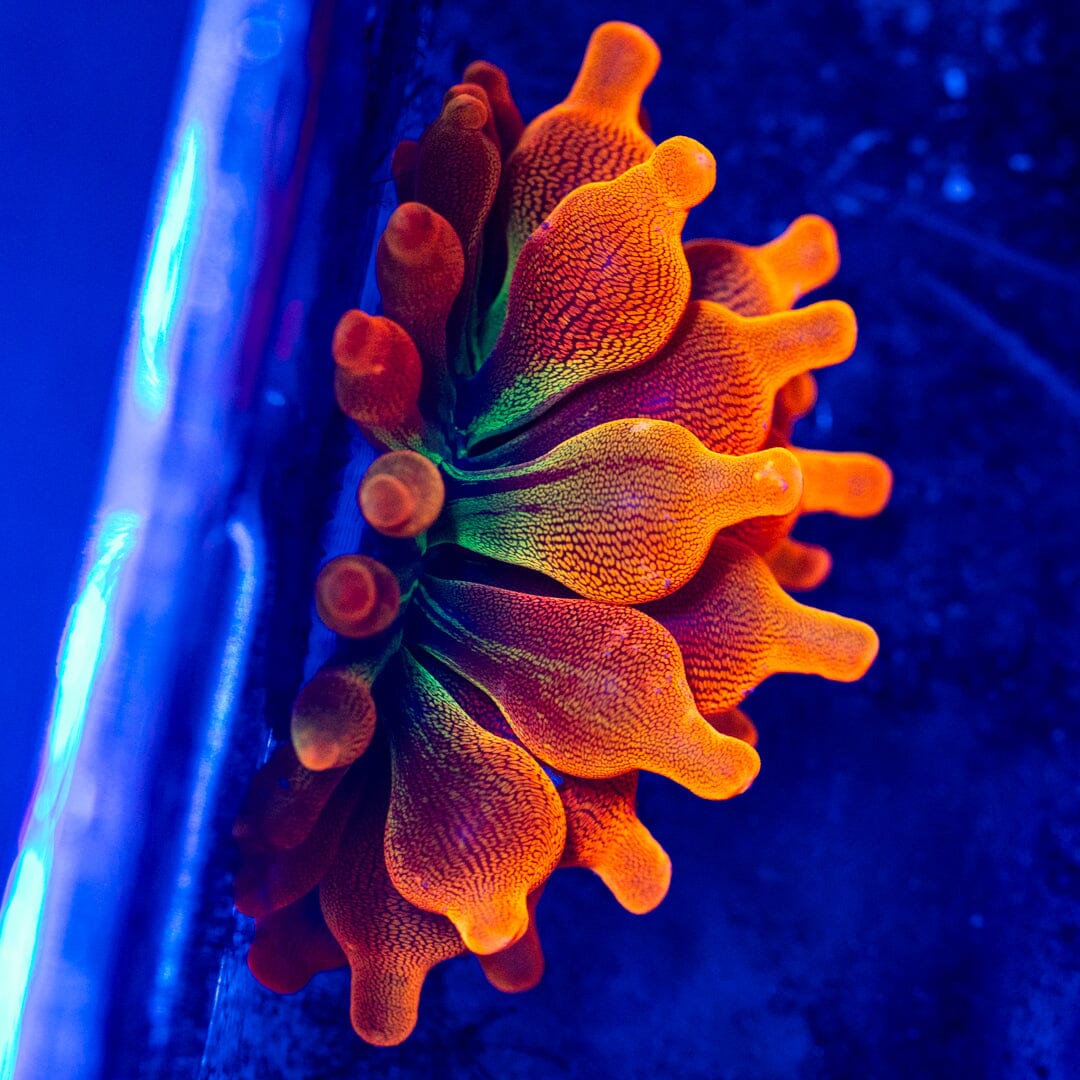 RL Citrus Fantasy Bubble Tip Anemone Reef Lounge Coral 
