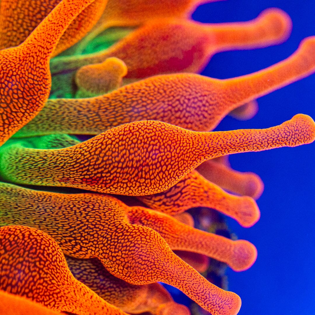 RL Citrus Fantasy Bubble Tip Anemone Reef Lounge Coral 