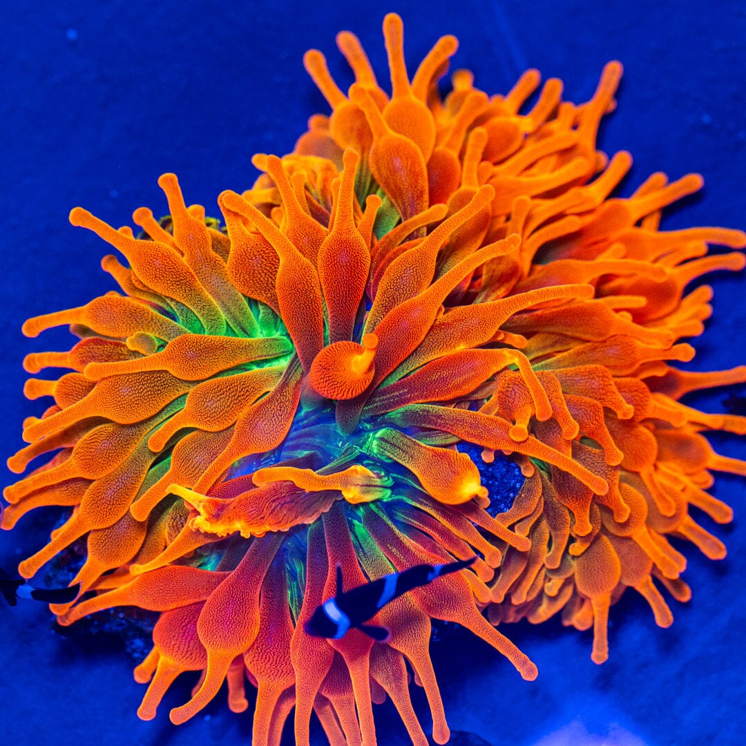 RL Citrus Fantasy Bubble Tip Anemone Reef Lounge Coral 