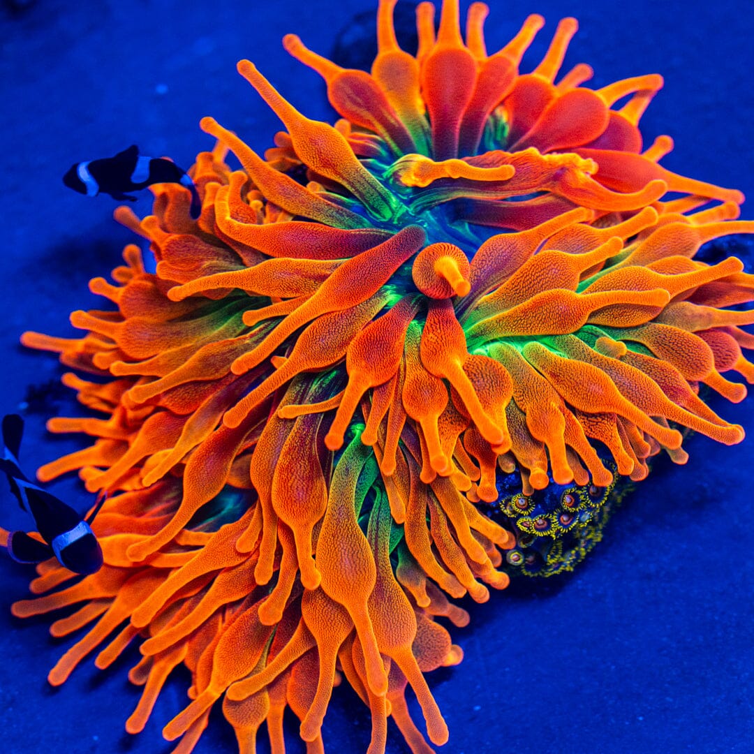 RL Citrus Fantasy Bubble Tip Anemone Reef Lounge Coral 