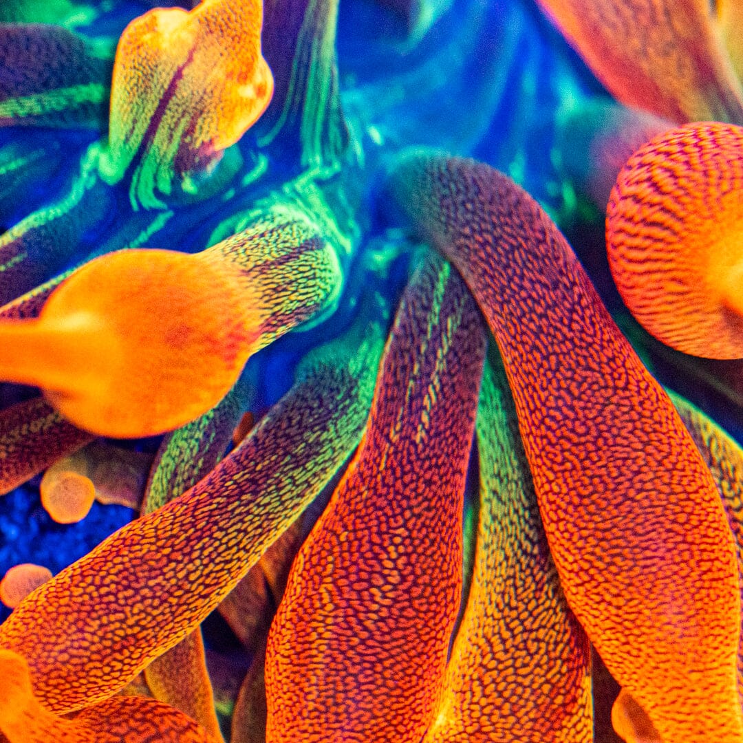 RL Citrus Fantasy Bubble Tip Anemone Reef Lounge Coral 