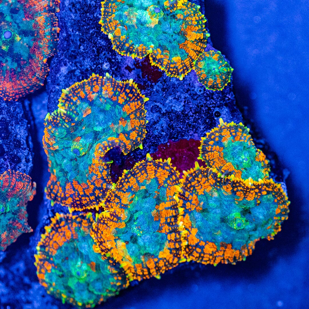 RL Fire Rim Rhodactis Reef Lounge Coral 