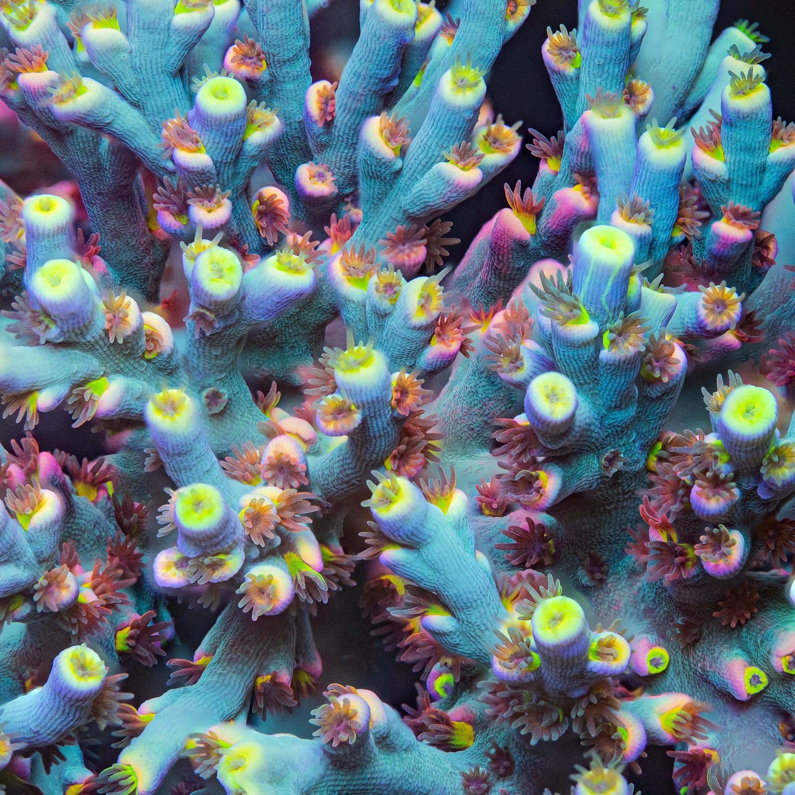 RL Fireworks Acropora Speciosa Reef Lounge Coral 