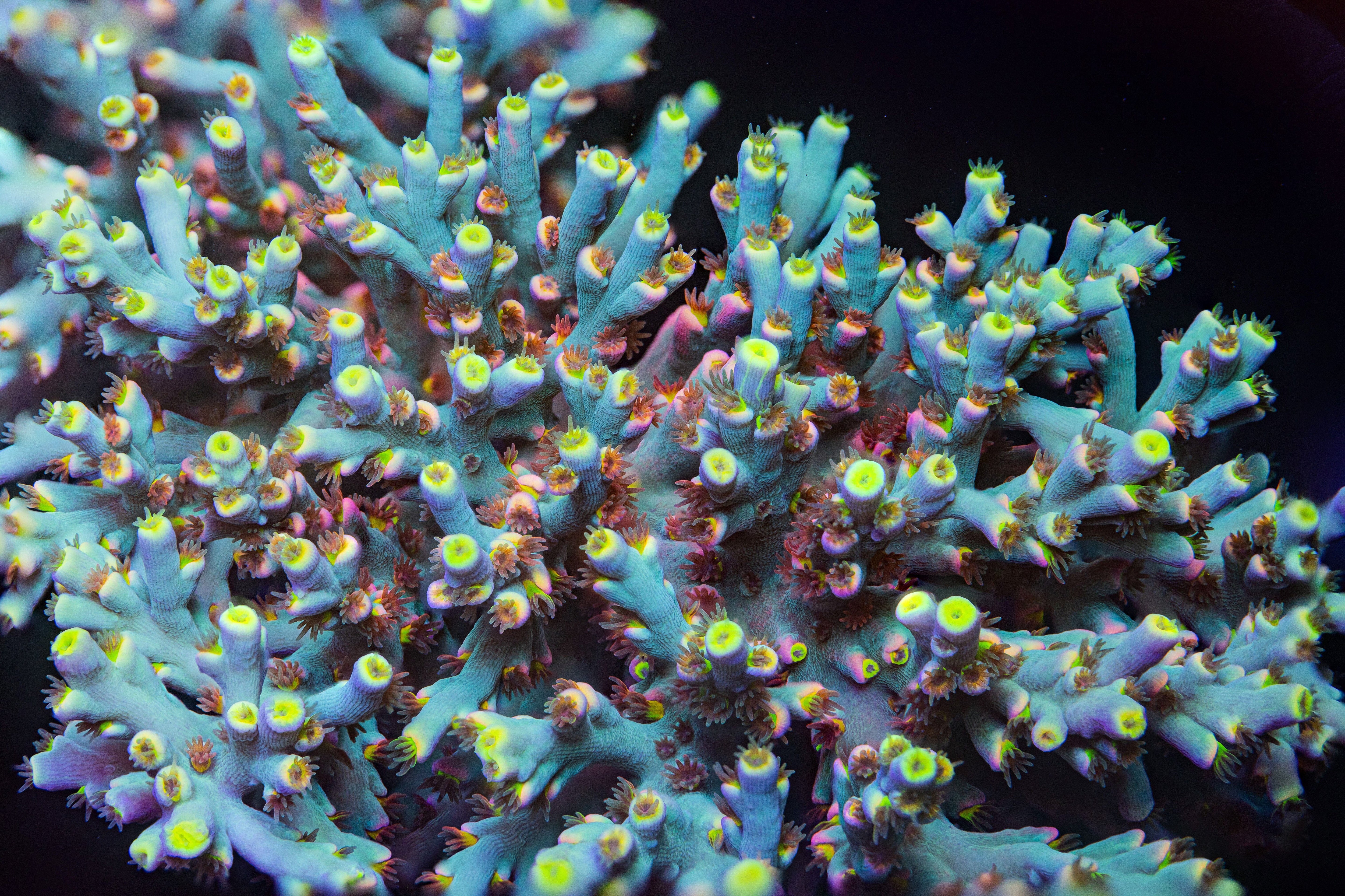 RL Fireworks Acropora Speciosa Reef Lounge Coral 