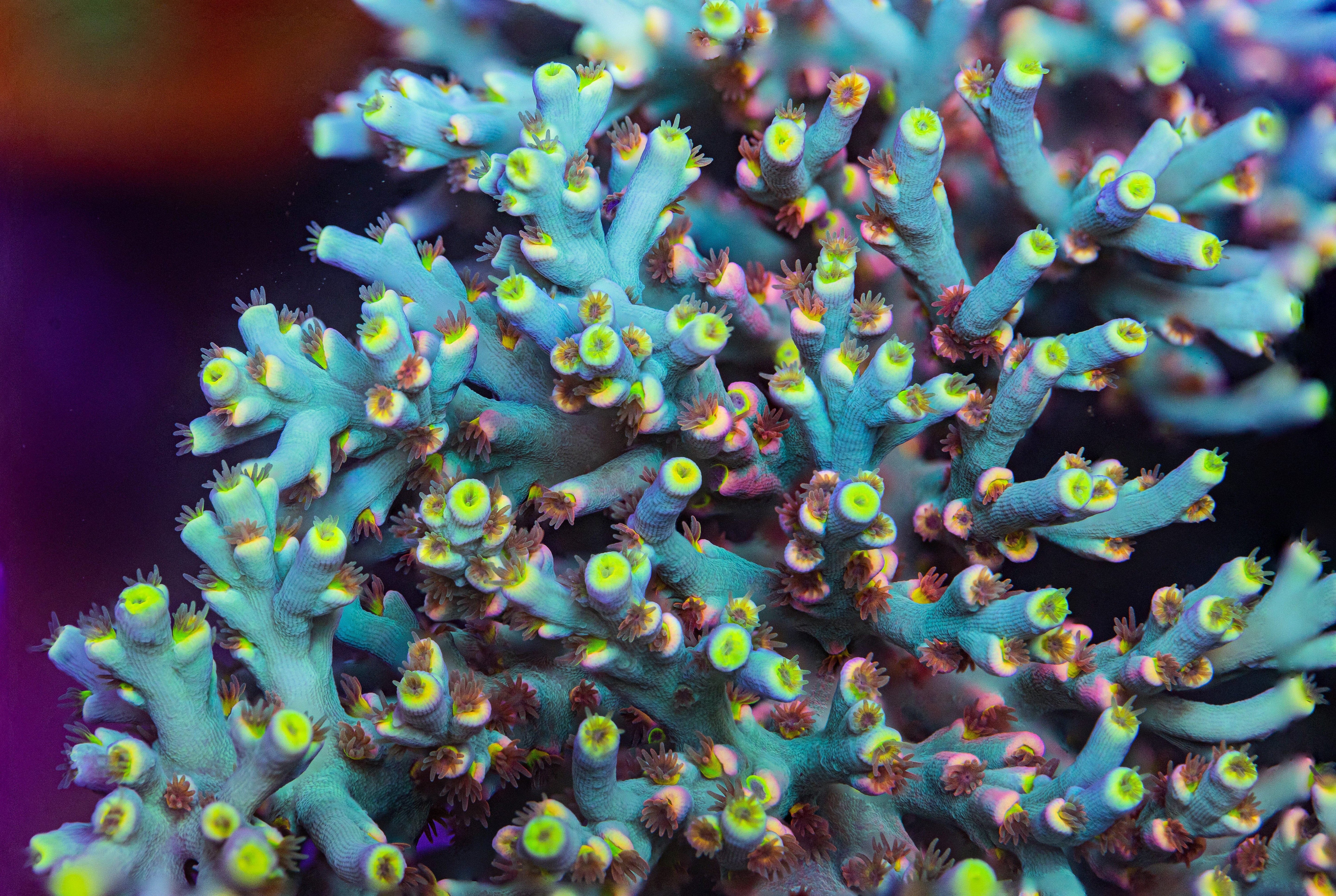 RL Fireworks Acropora Speciosa Reef Lounge Coral 