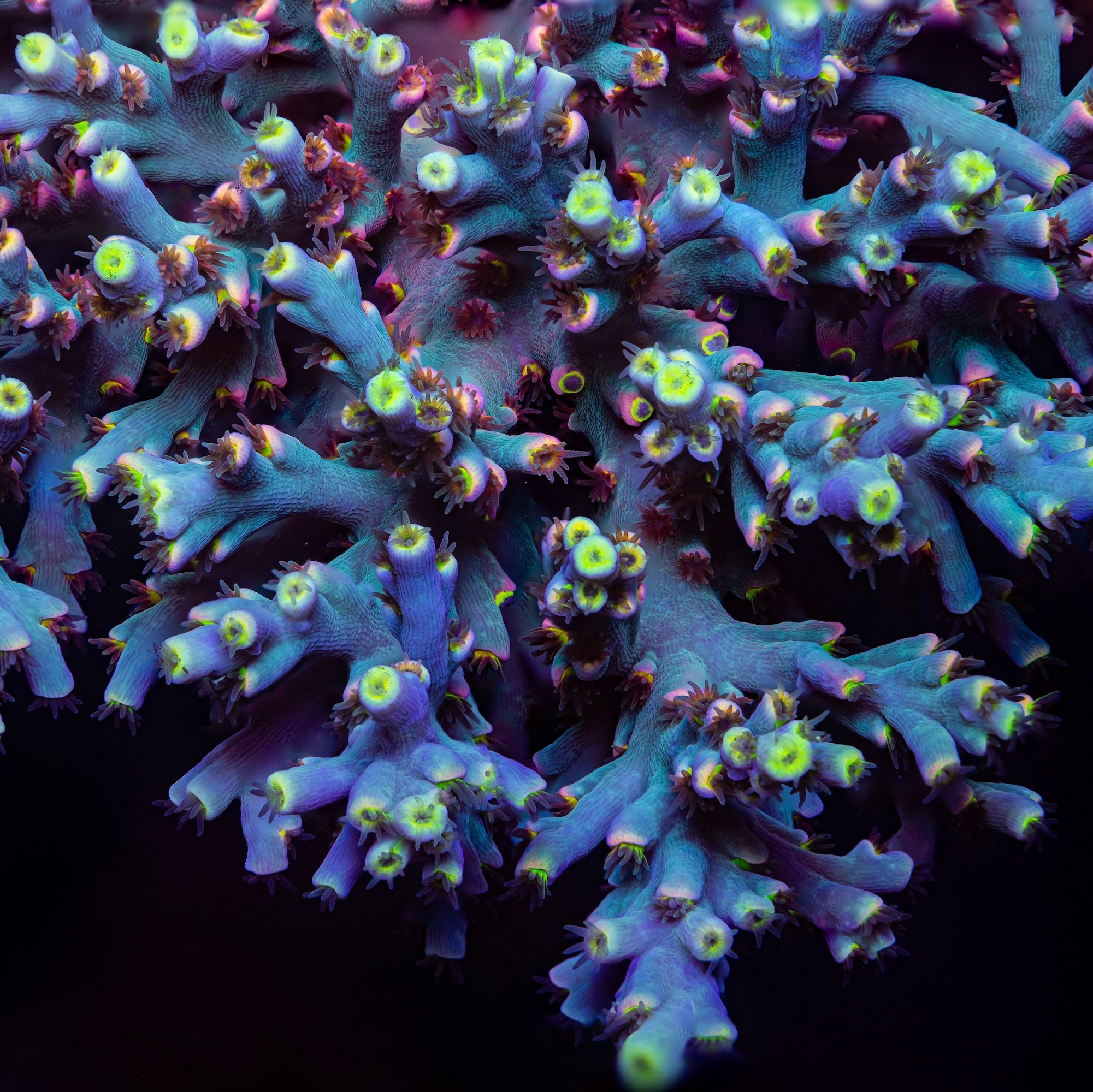 RL Fireworks Acropora speciosa Reef Lounge Coral 