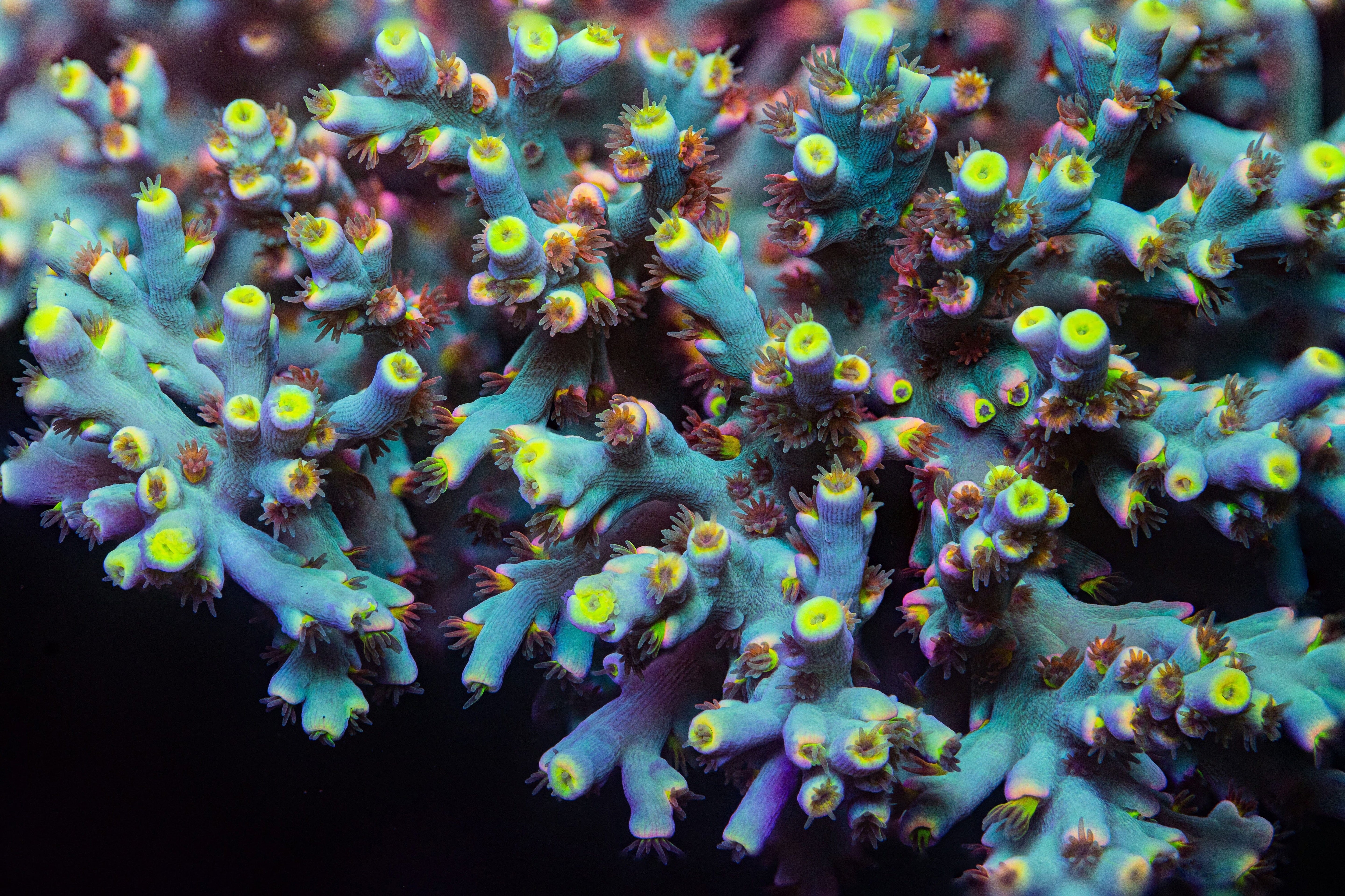 RL Fireworks Acropora Speciosa Reef Lounge Coral 