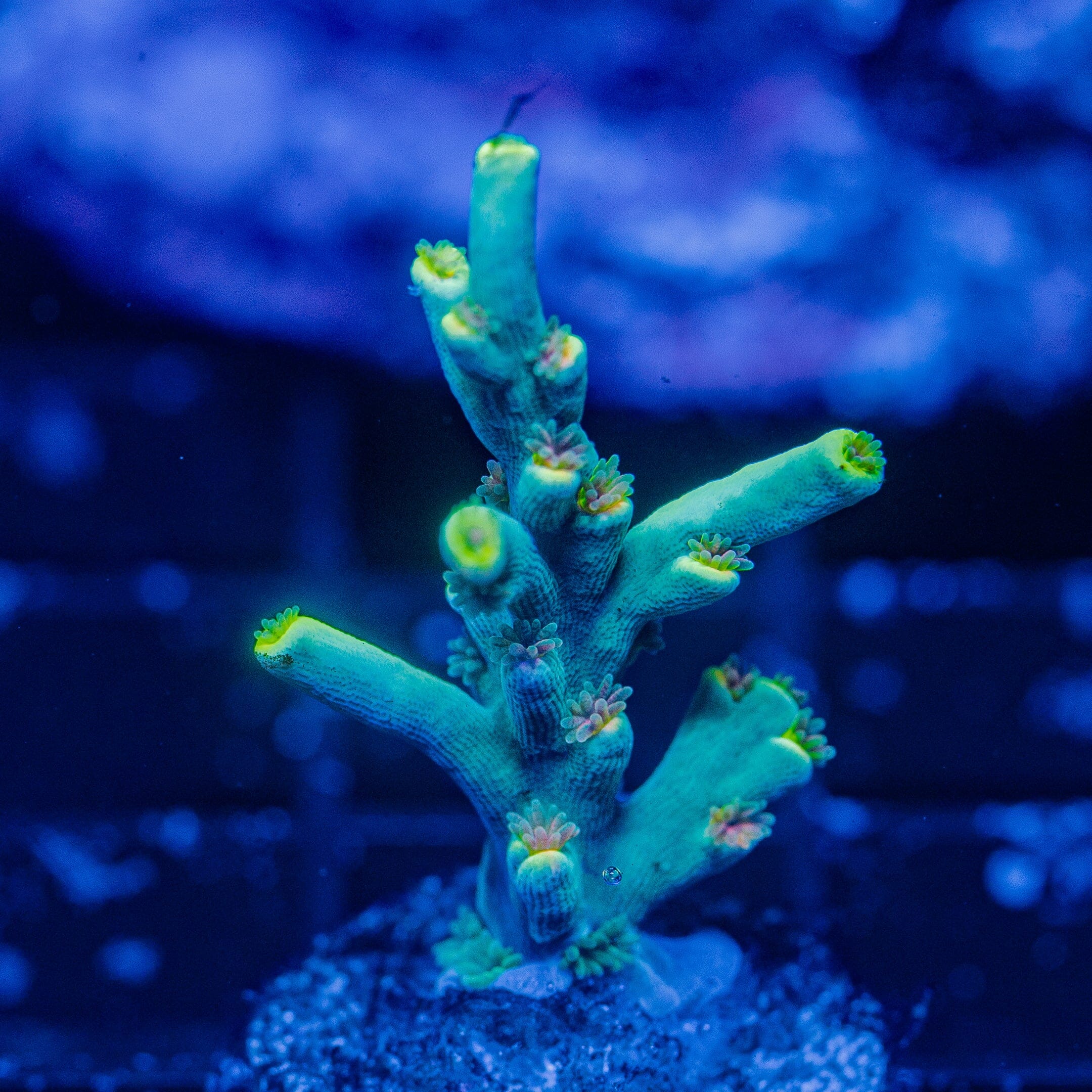 Live Coral For Sale Online – Page 6