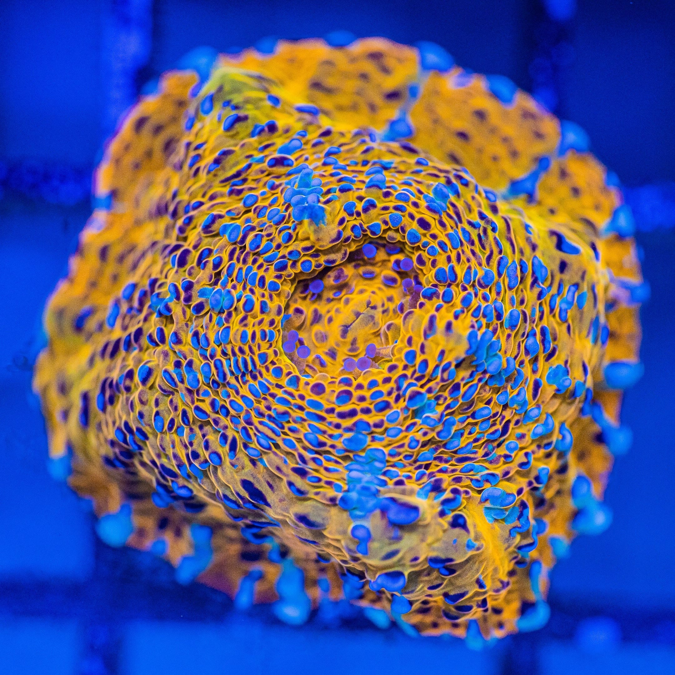 RL Gold Nugget Chalice Reef Lounge Norco 