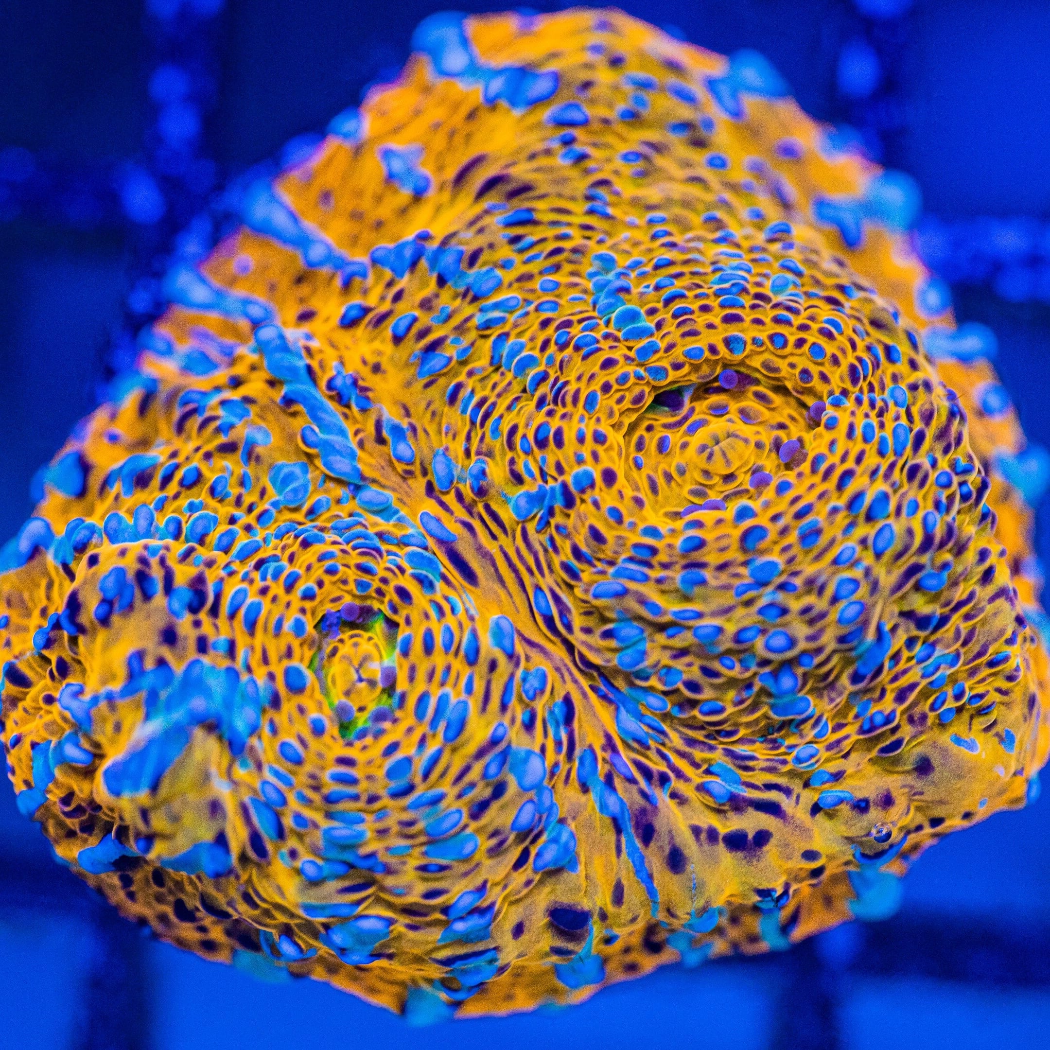 RL Gold Nugget Chalice Reef Lounge Norco 