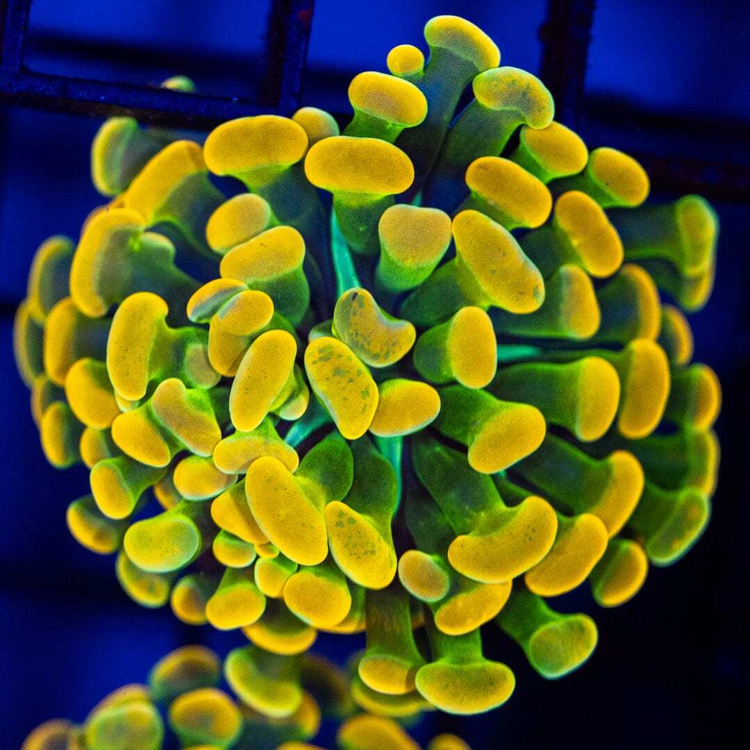 RL Holy Grail Hammer - WYSIWYG Reef Lounge Coral 