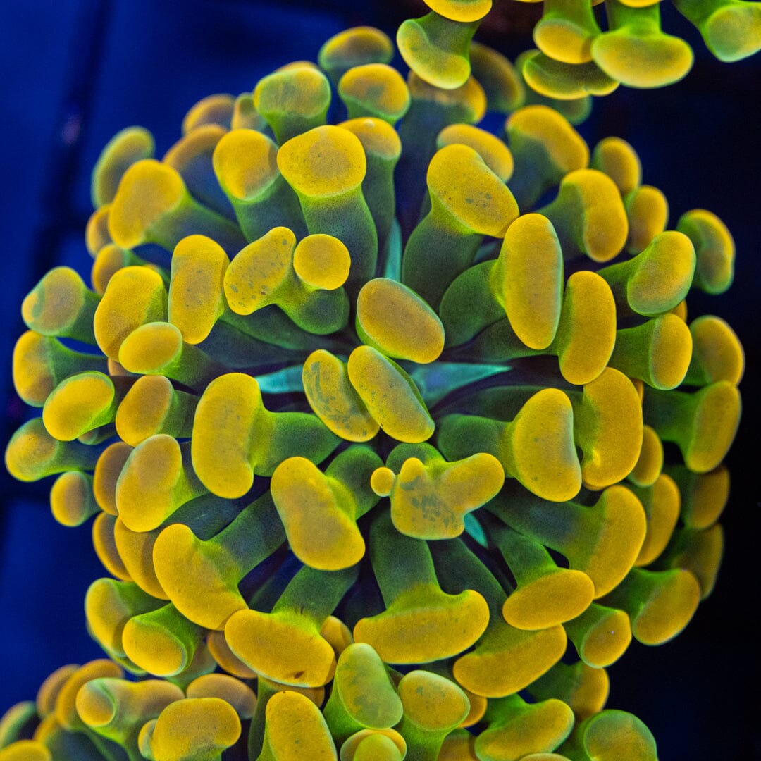 RL Holy Grail Hammer - WYSIWYG Reef Lounge Coral 