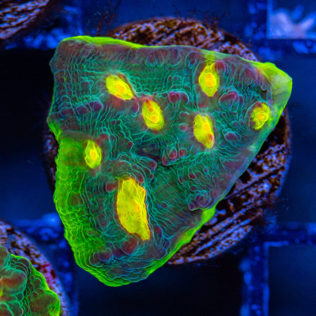 RL Lemon Eye Chalice 1A - WYSIWYG Reef Lounge Norco 