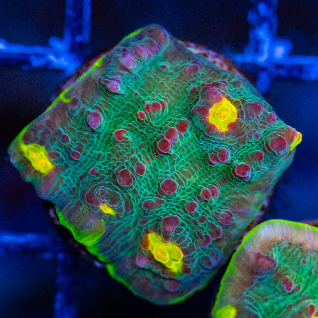 RL Lemon Eye Chalice 2A - WYSIWYG Reef Lounge Norco 