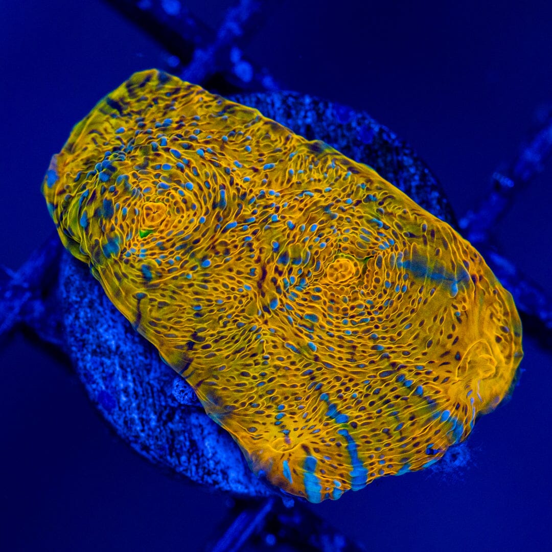 RL Lemon Twist Chalice Frag 2A - WYSIWYG Zoa Reef Lounge USA 