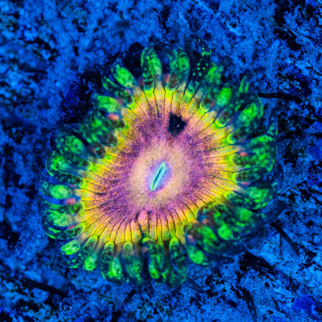RL Malachite Nights Zoanthids Favia Reef Lounge USA 