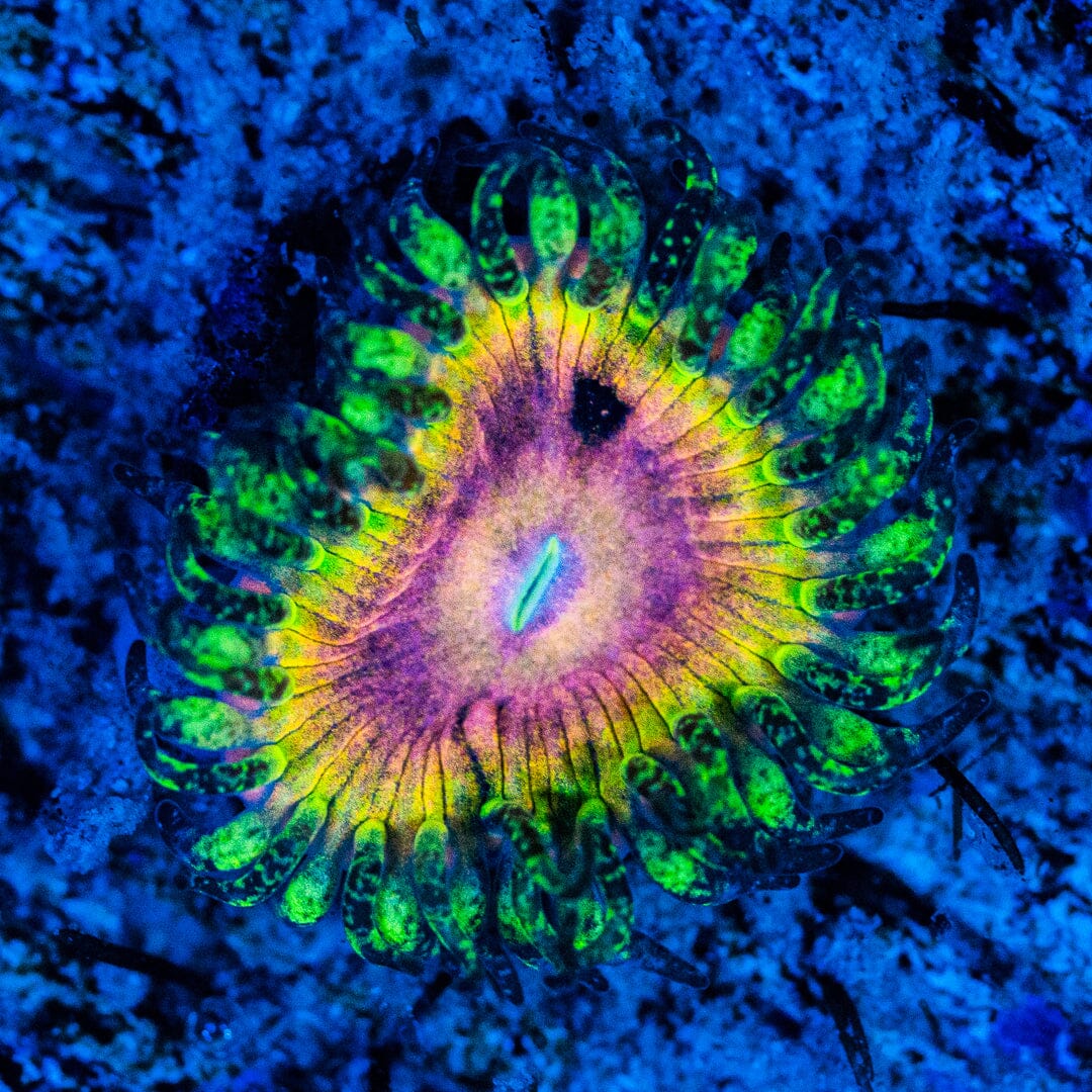 RL Malachite Nights Zoanthids Favia Reef Lounge USA 