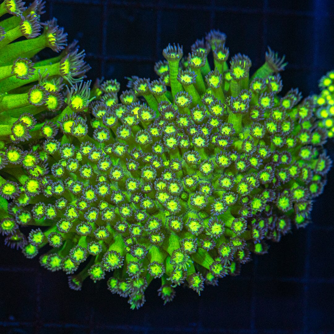 RL Neon Icon Goniopora - Colony 2A - WYSIWYG Reef Lounge Coral 
