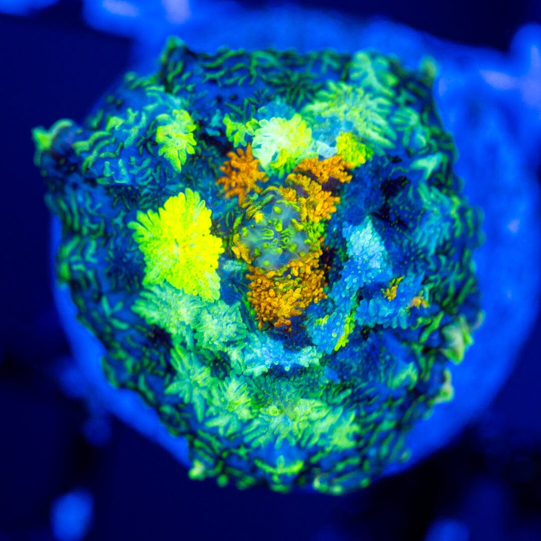 RL Patch Work Mushroom Coral 10A - WYSIWYG Reef Lounge Coral 