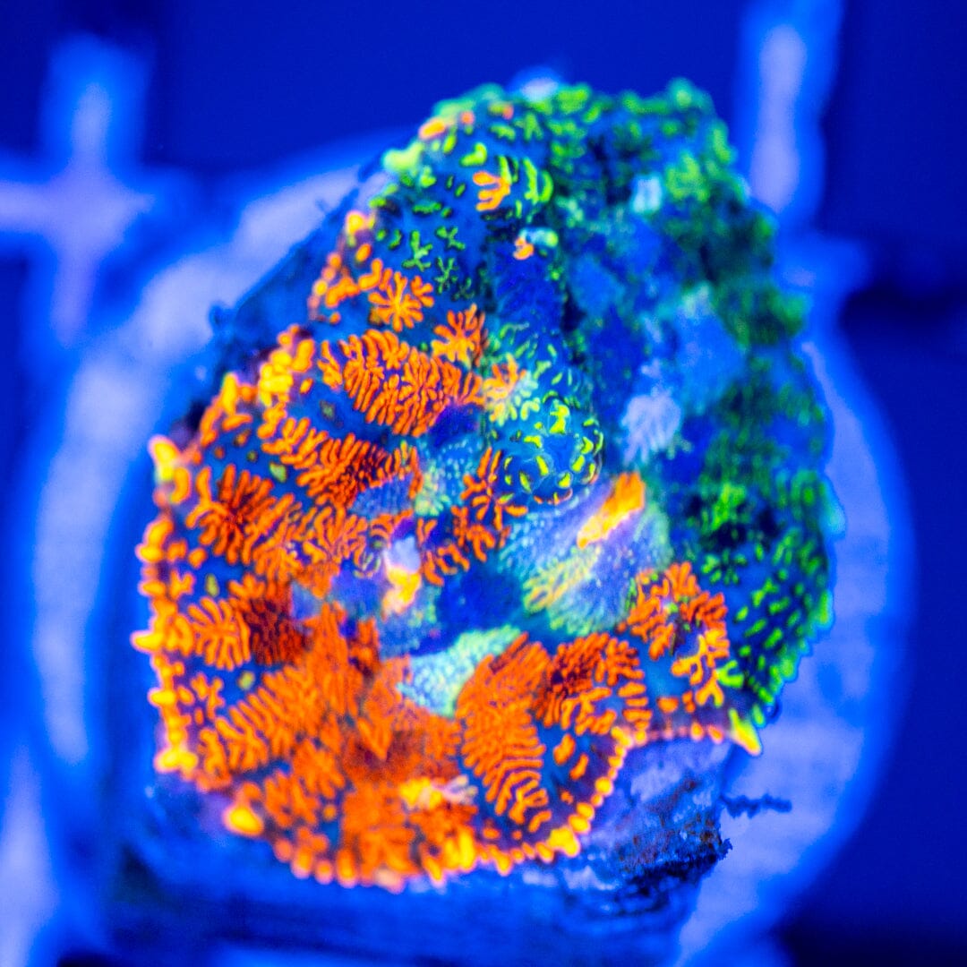 RL Patch Work Mushroom Coral 14A - WYSIWYG Reef Lounge Coral 