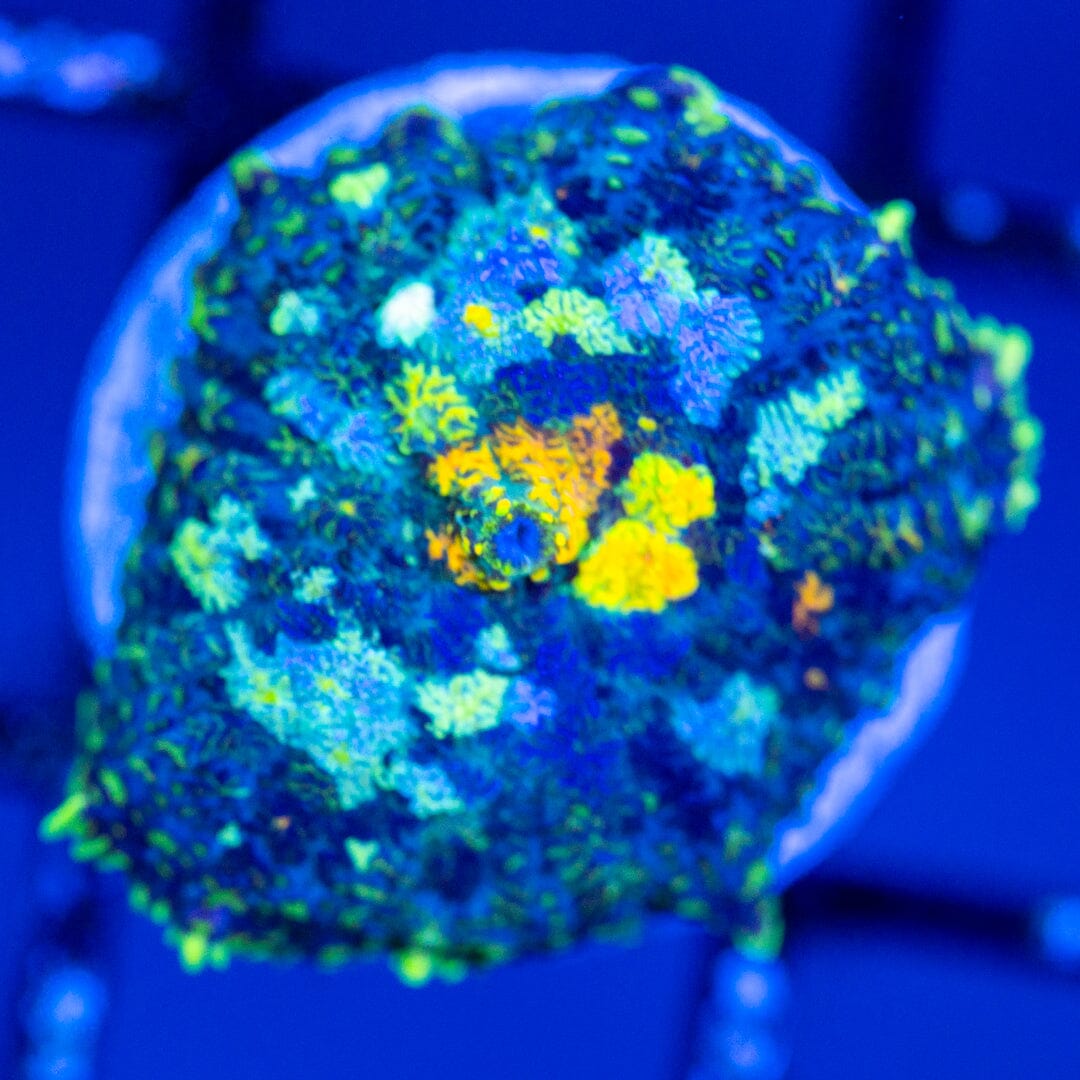 RL Patch Work Mushroom Coral 2A - WYSIWYG Reef Lounge Coral 