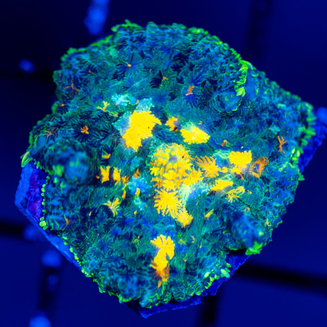 RL Patch Work Mushroom Coral 3A - WYSIWYG Reef Lounge Coral 