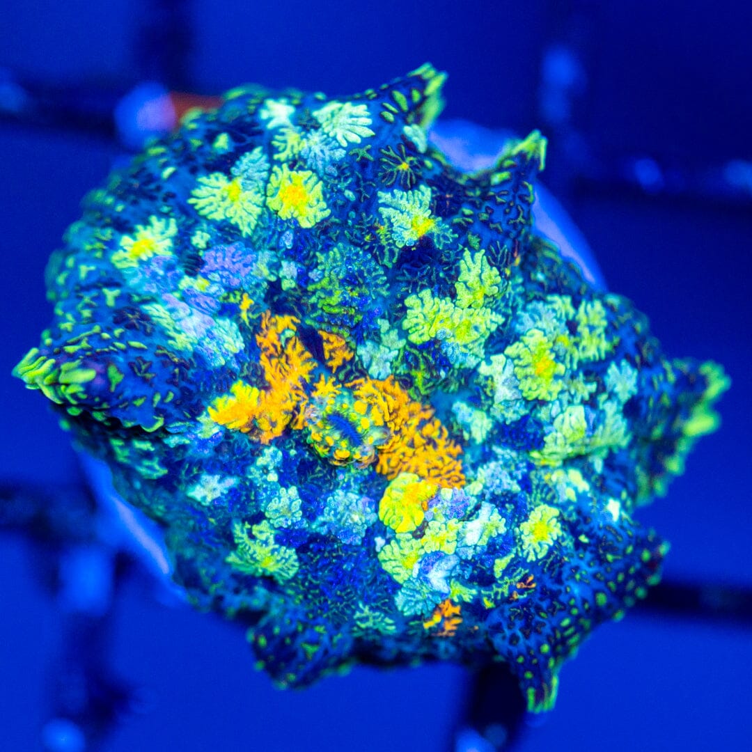 RL Patch Work Mushroom Coral 4A - WYSIWYG Reef Lounge Coral 