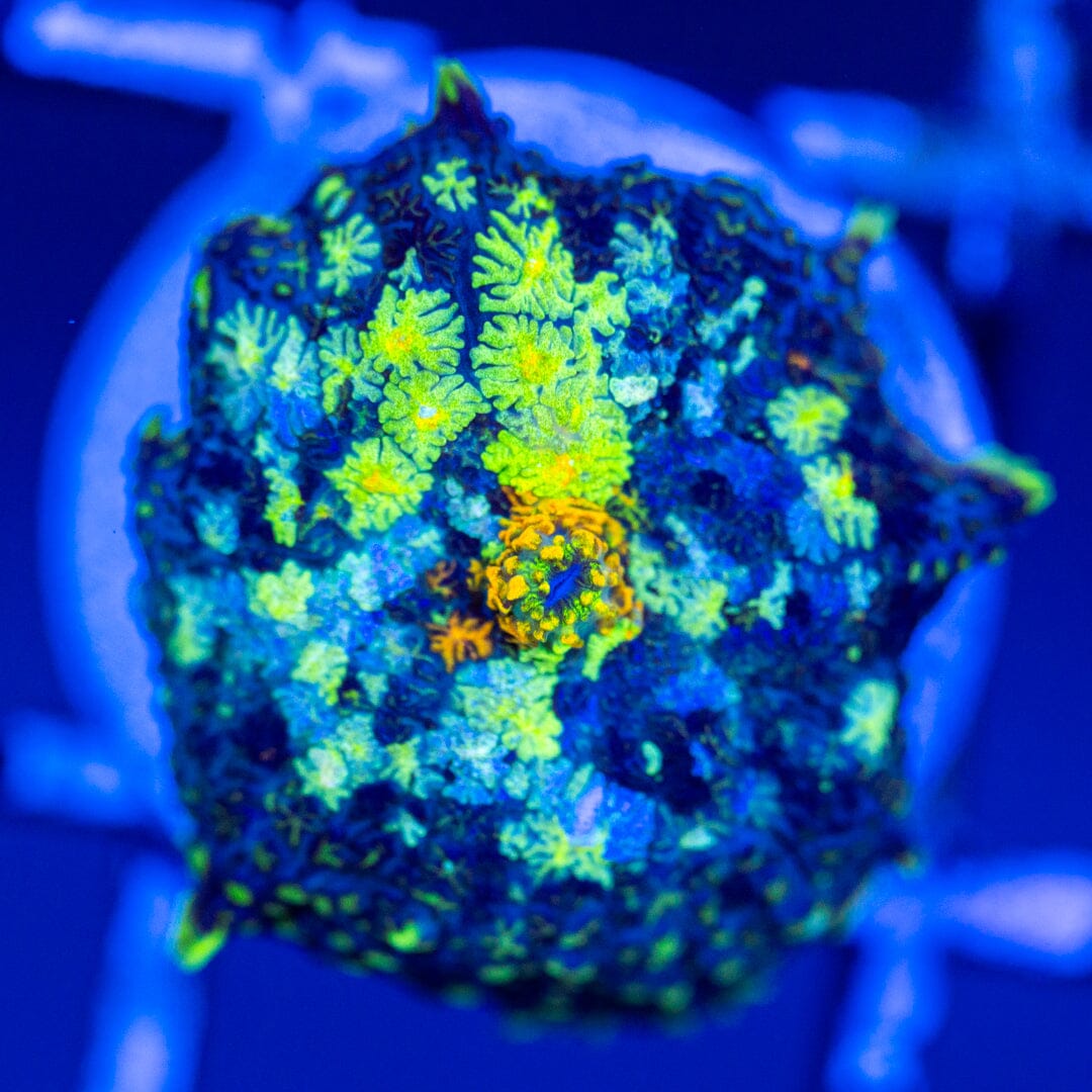 RL Patch Work Mushroom Coral 5A - WYSIWYG Reef Lounge Coral 