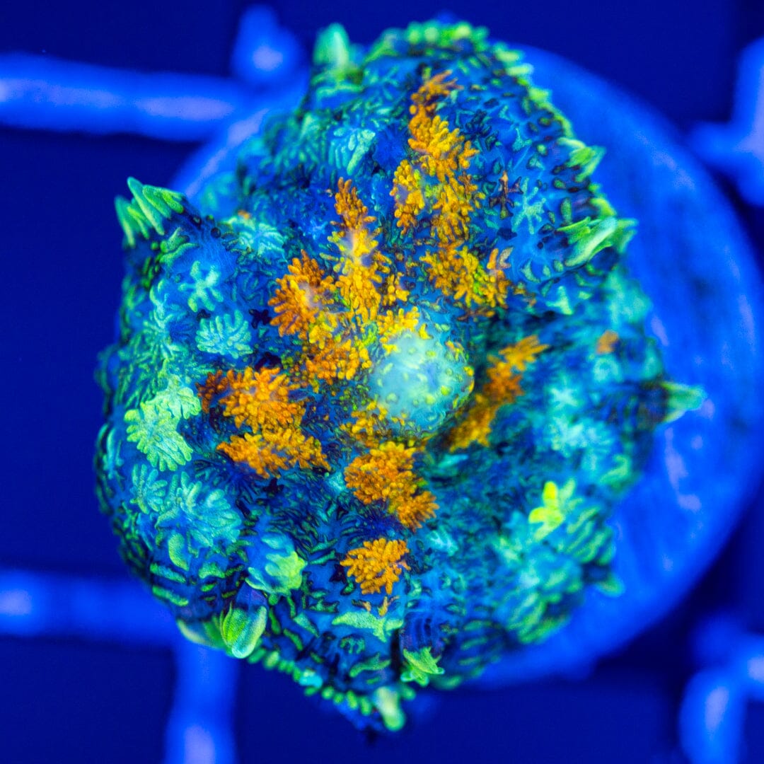 RL Patch Work Mushroom Coral 8A - WYSIWYG Reef Lounge Coral 