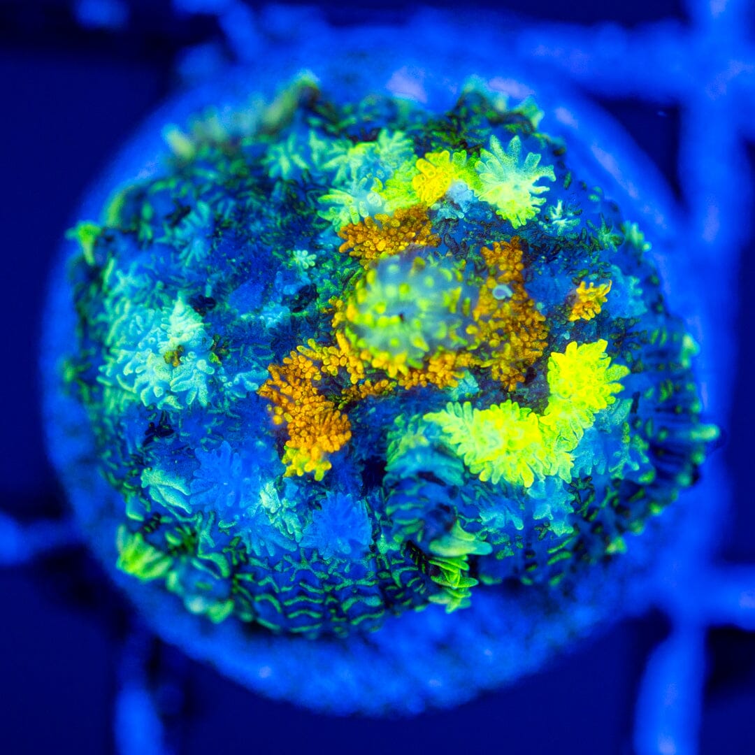 RL Patch Work Mushroom Coral 9A - WYSIWYG Reef Lounge Coral 