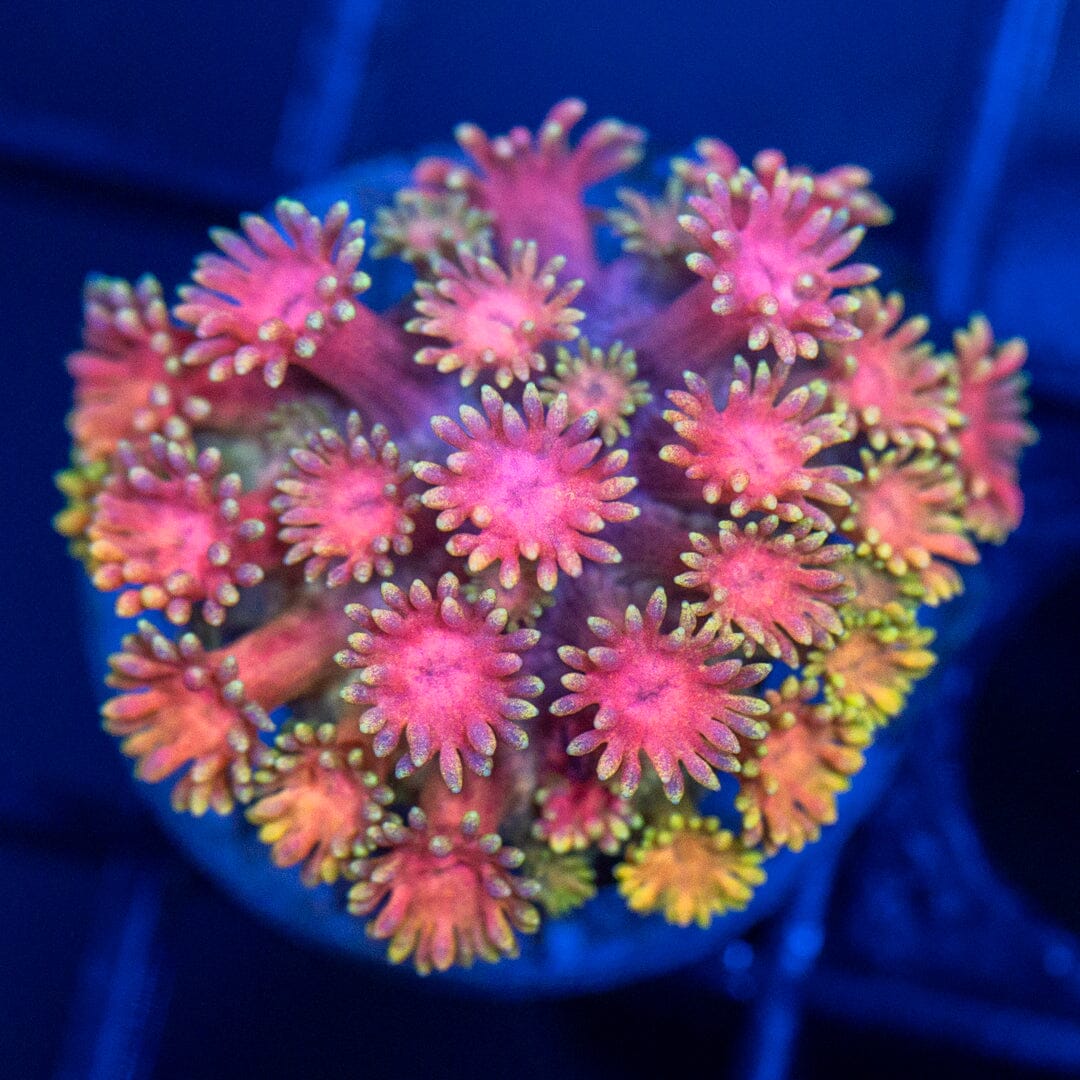 RL Pink Lemonade Goniopora 1A - WYSIWYG Reef Lounge Coral 