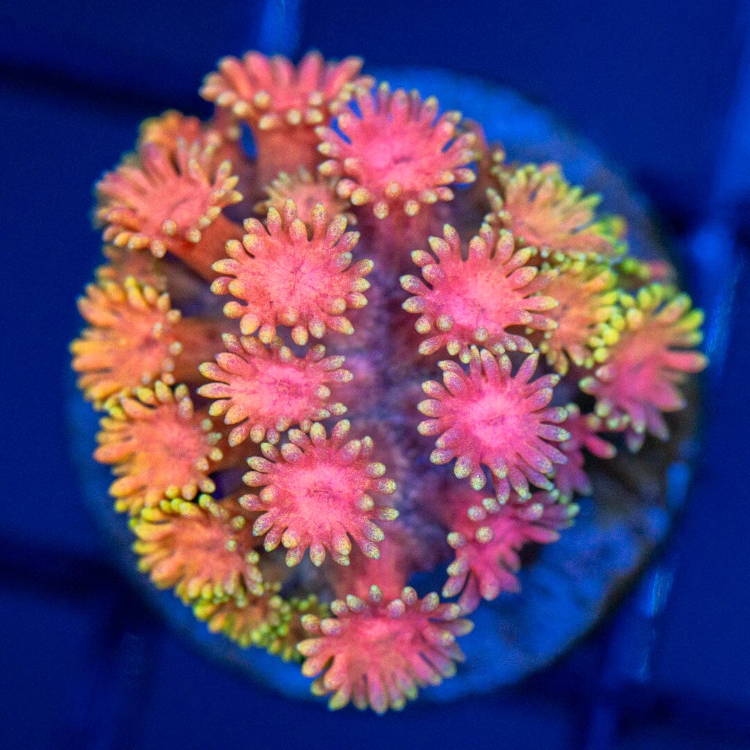 RL Pink Lemonade Goniopora 2A - WYSIWYG Reef Lounge Coral 