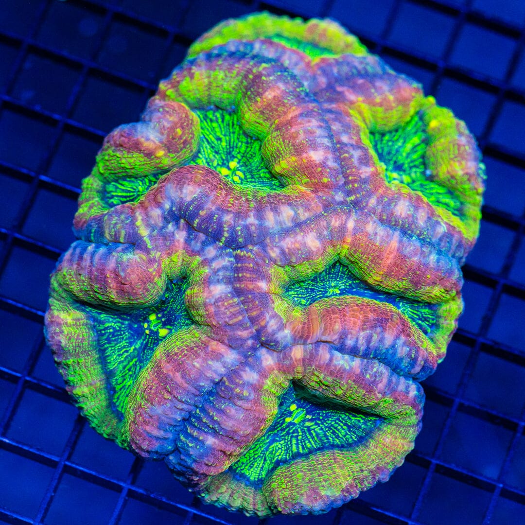 RL Pink Lemonade Lobo - Frag Reef Lounge Coral 