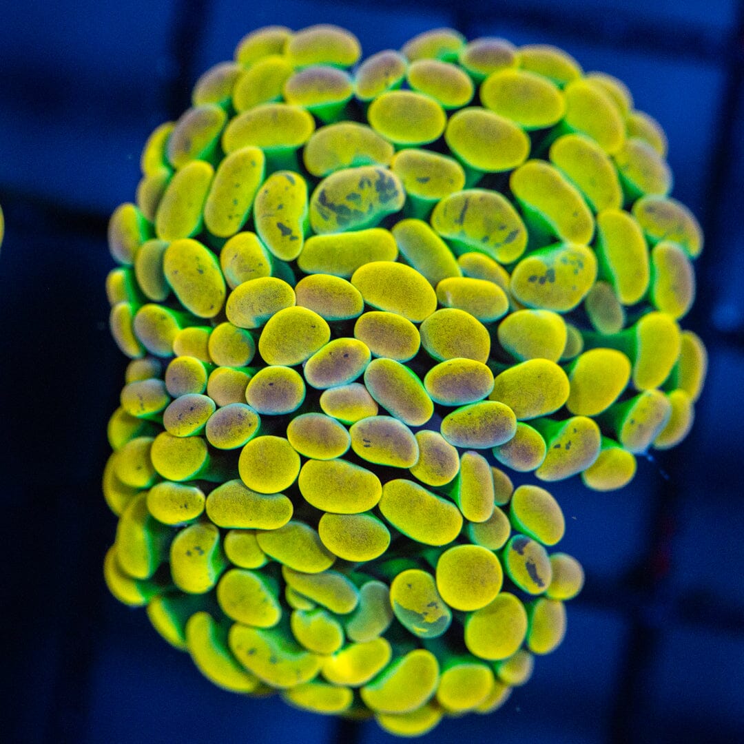 RL Pink Tip Holy Grail Hammer - WYSIWYG Reef Lounge Coral 