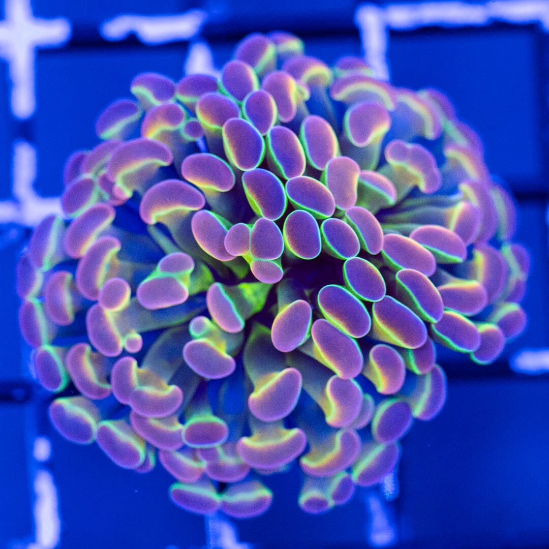 RL Pinky Grail Hammer 1A (Splitting) - WYSIWYG Reef Lounge Coral 