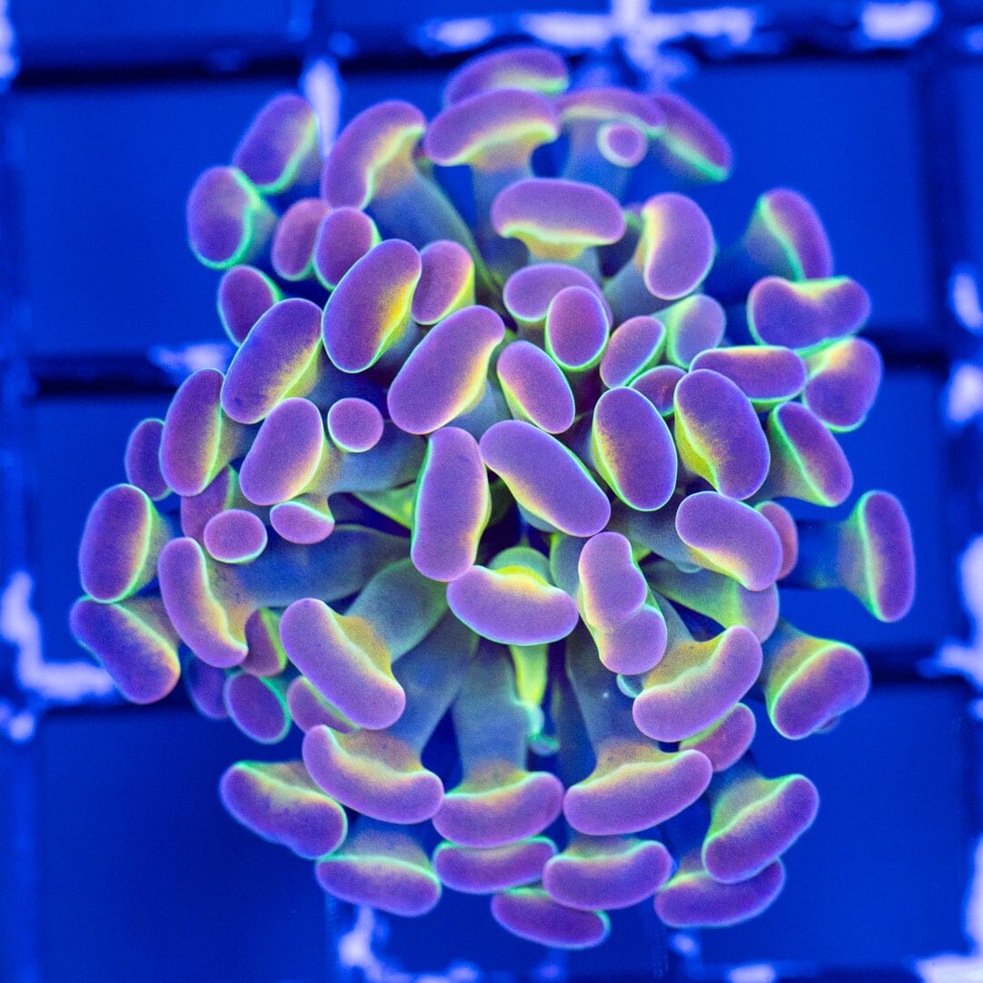 RL Pinky Grail Hammer 2A - WYSIWYG Reef Lounge Coral 