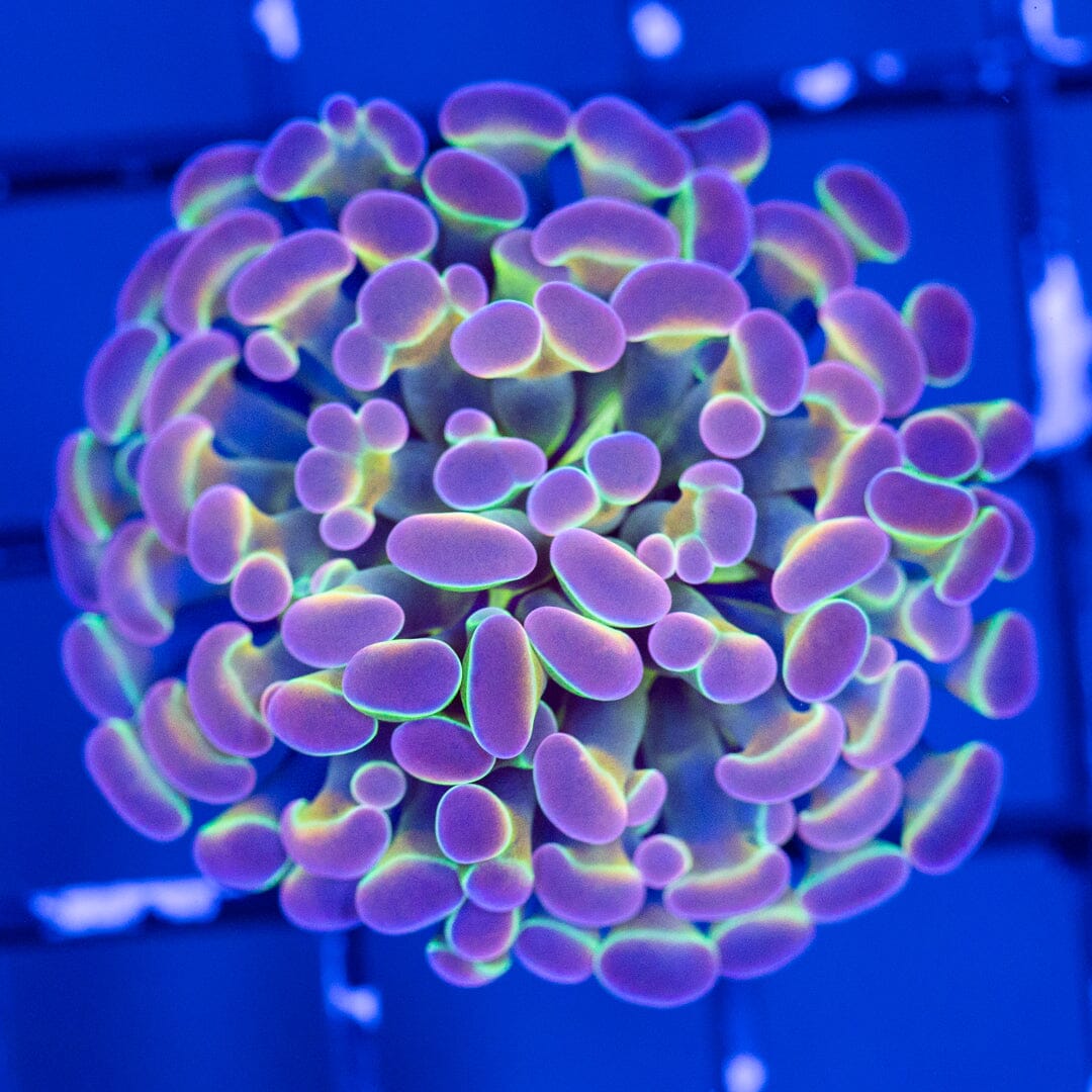 RL Pinky Grail Hammer 3A - WYSIWYG Reef Lounge Coral 