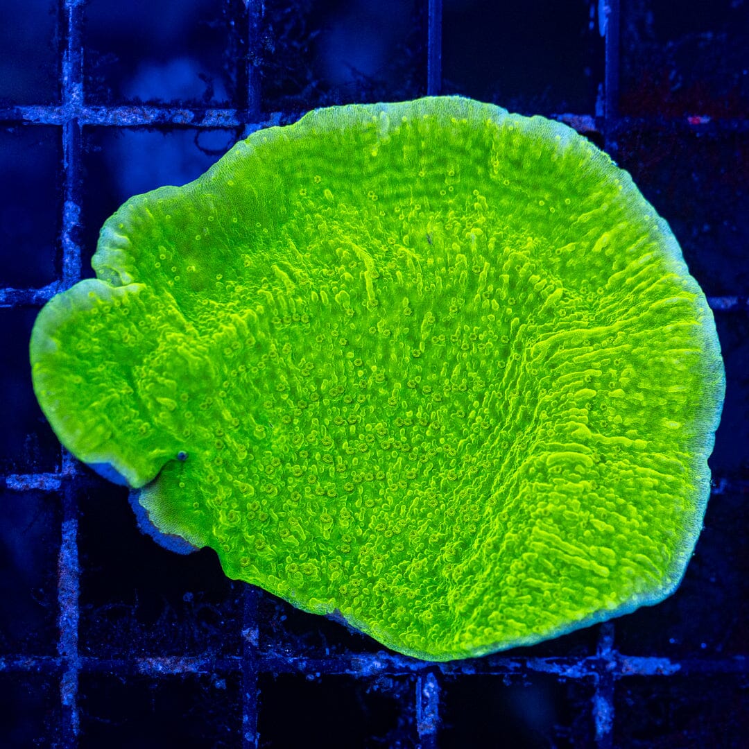 RL Toxic Waste Montipora Cap Reef Lounge Coral 