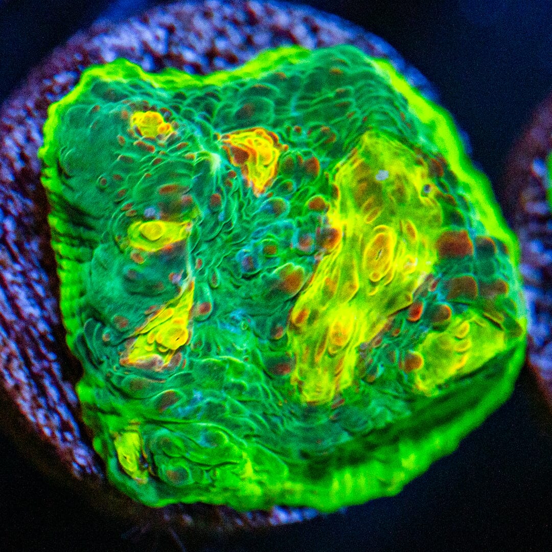 RL Uranium Vortex Chalice 2A - WYSIWYG Reef Lounge Coral 