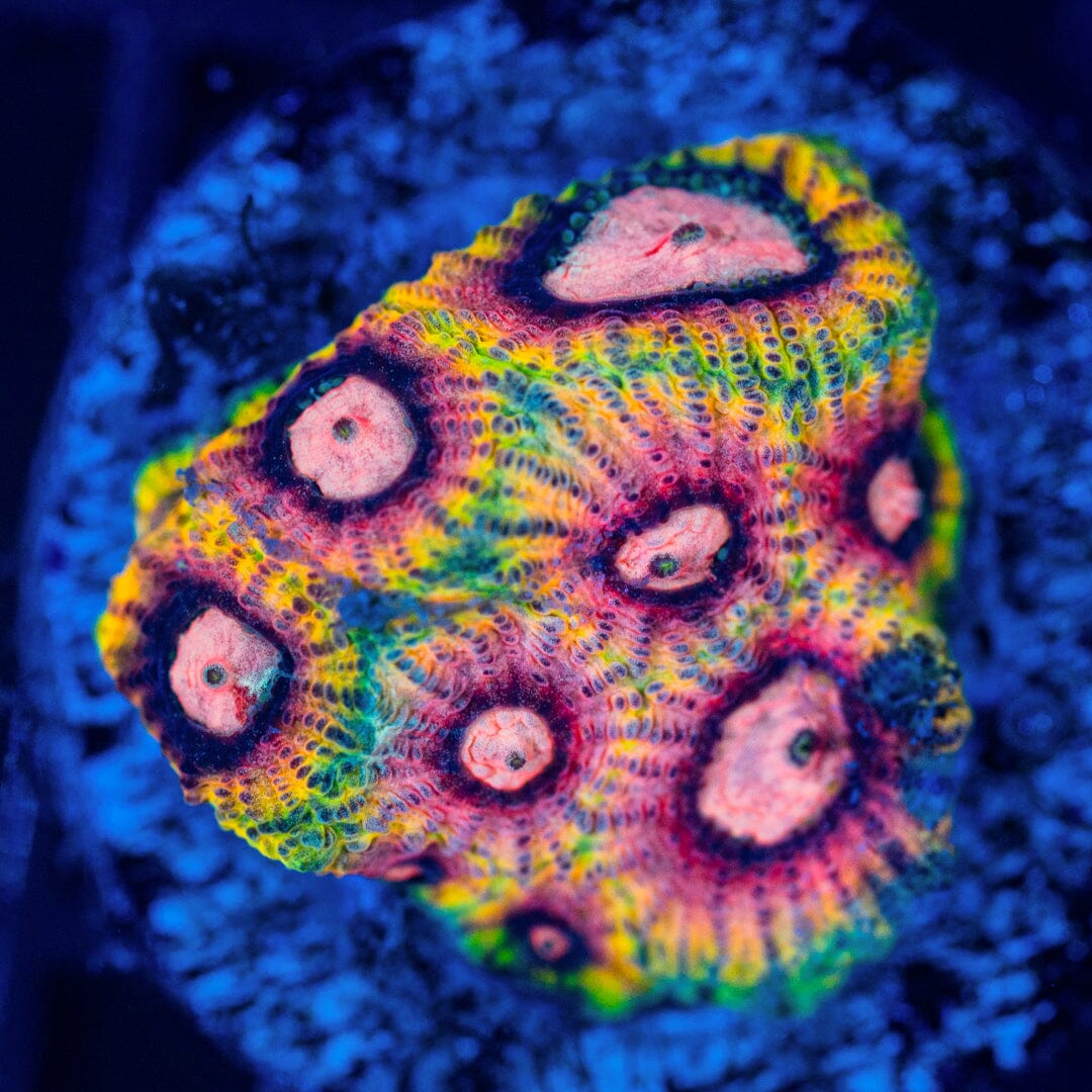 RL Visine Time Favia Favia Reef Lounge USA 