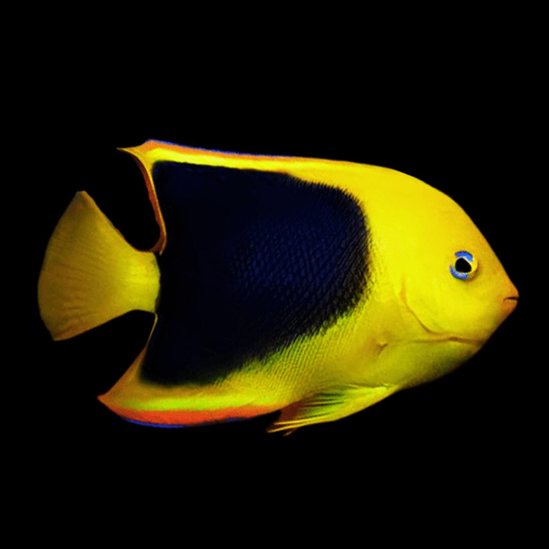 Rock Beauty Angelfish Fish Reef Lounge Coral 