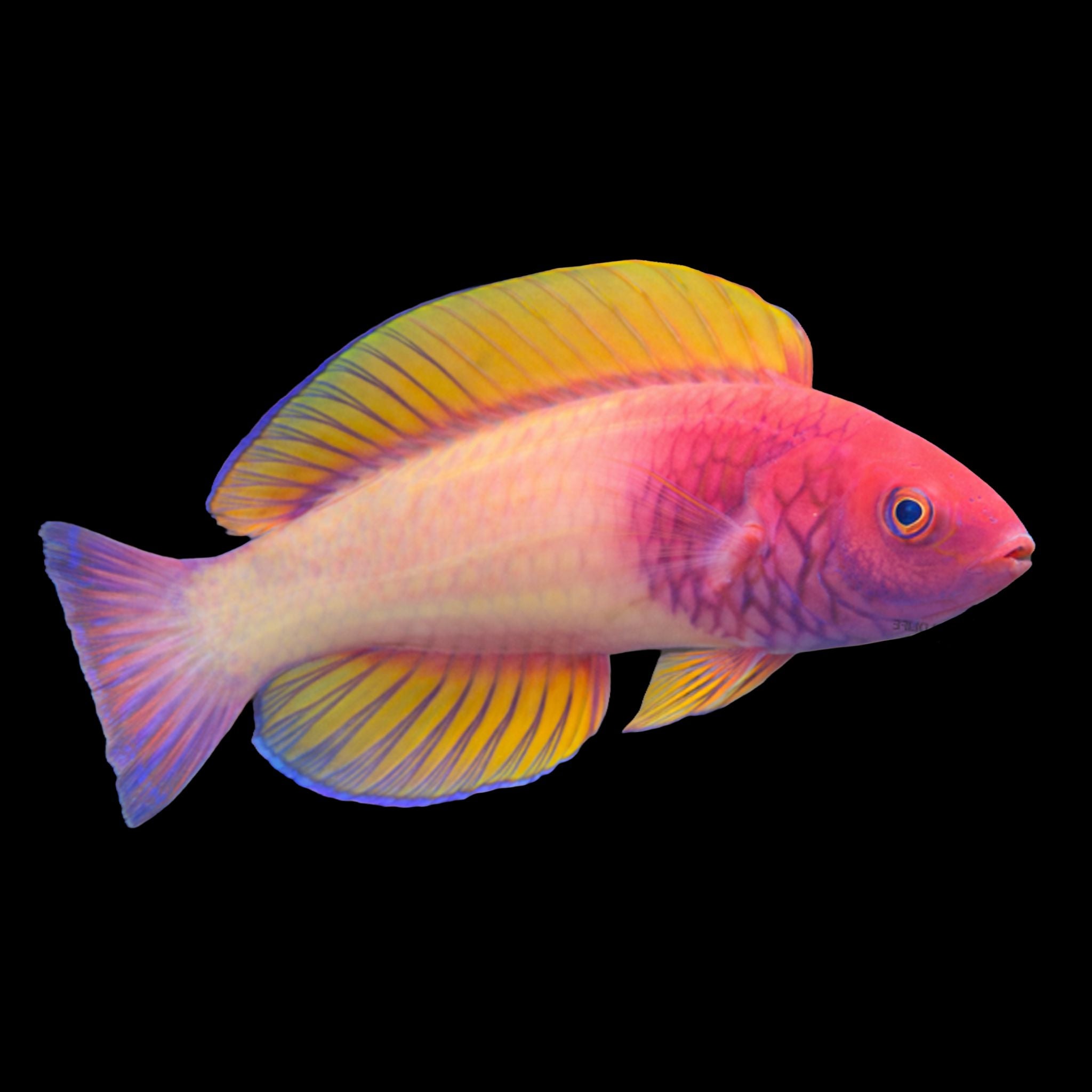 Rosy Scale Wrasse Fish Reef Lounge USA 